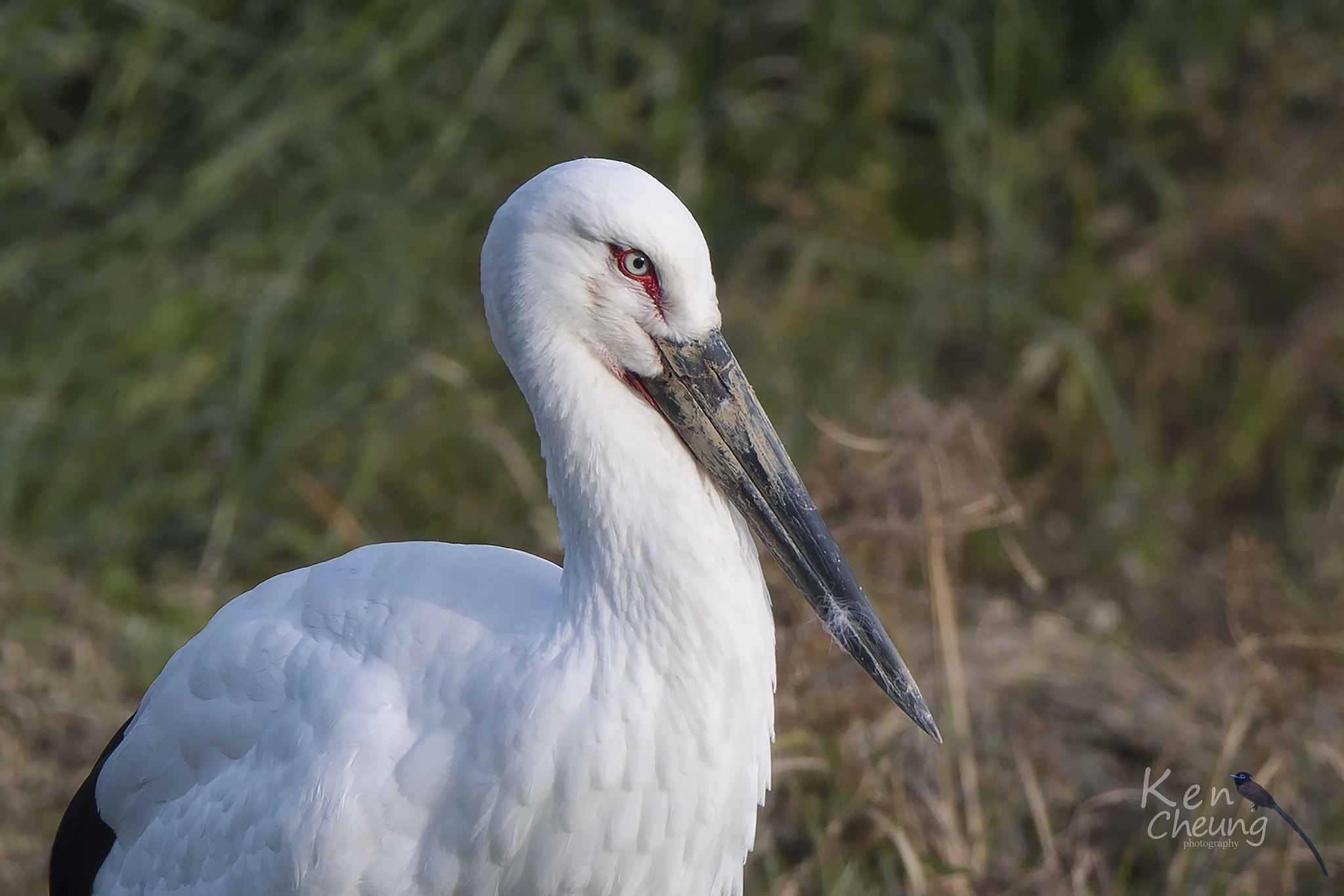 Canon EF 800mm F5.6L IS USM sample photo. Oriental white stork photography