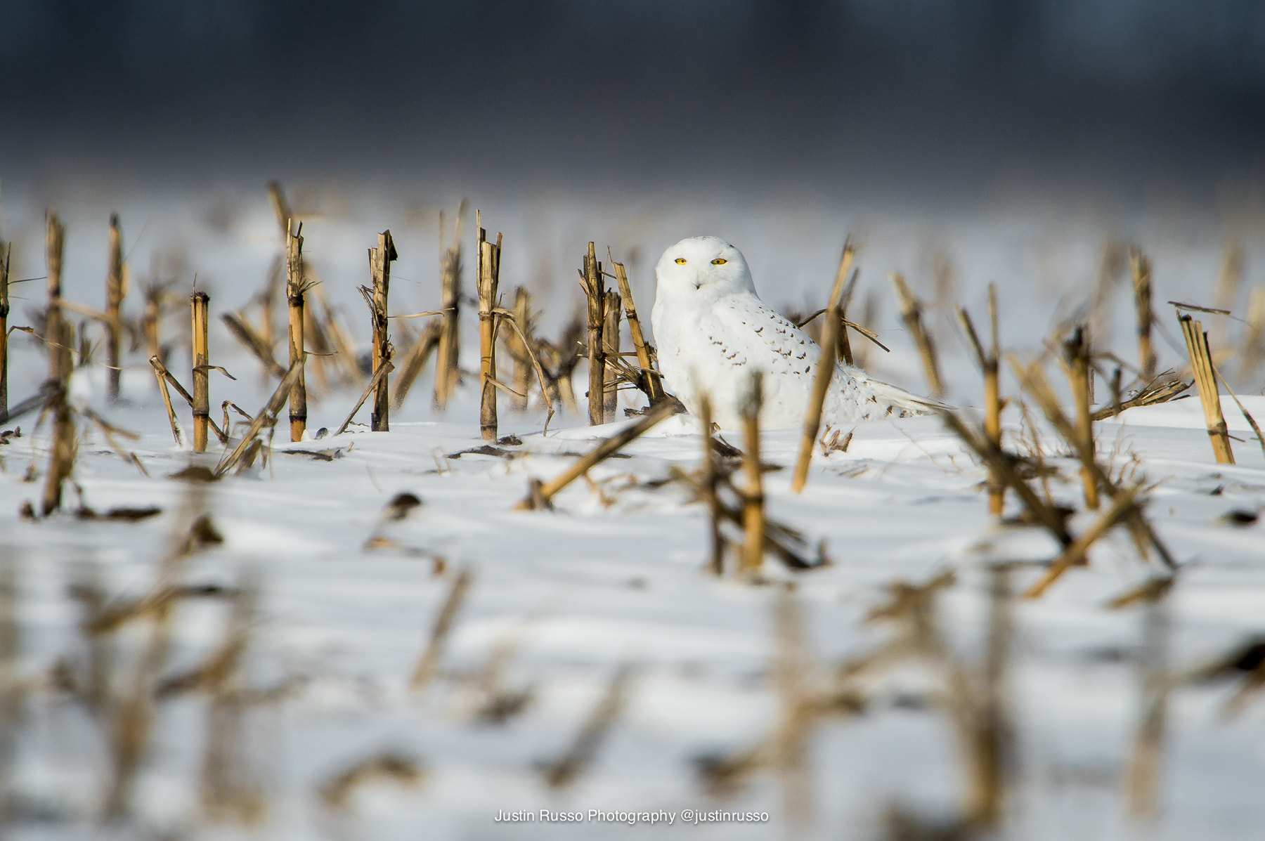 Nikon D4 sample photo. Snowy owl photography