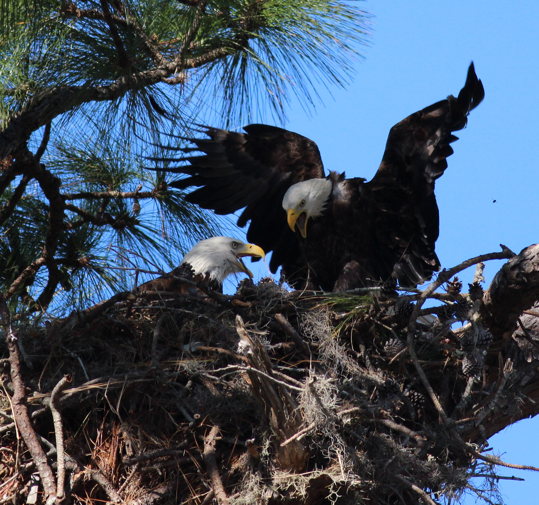 Canon EOS 600D (Rebel EOS T3i / EOS Kiss X5) + Canon EF 400mm F5.6L USM sample photo. Homebirds photography