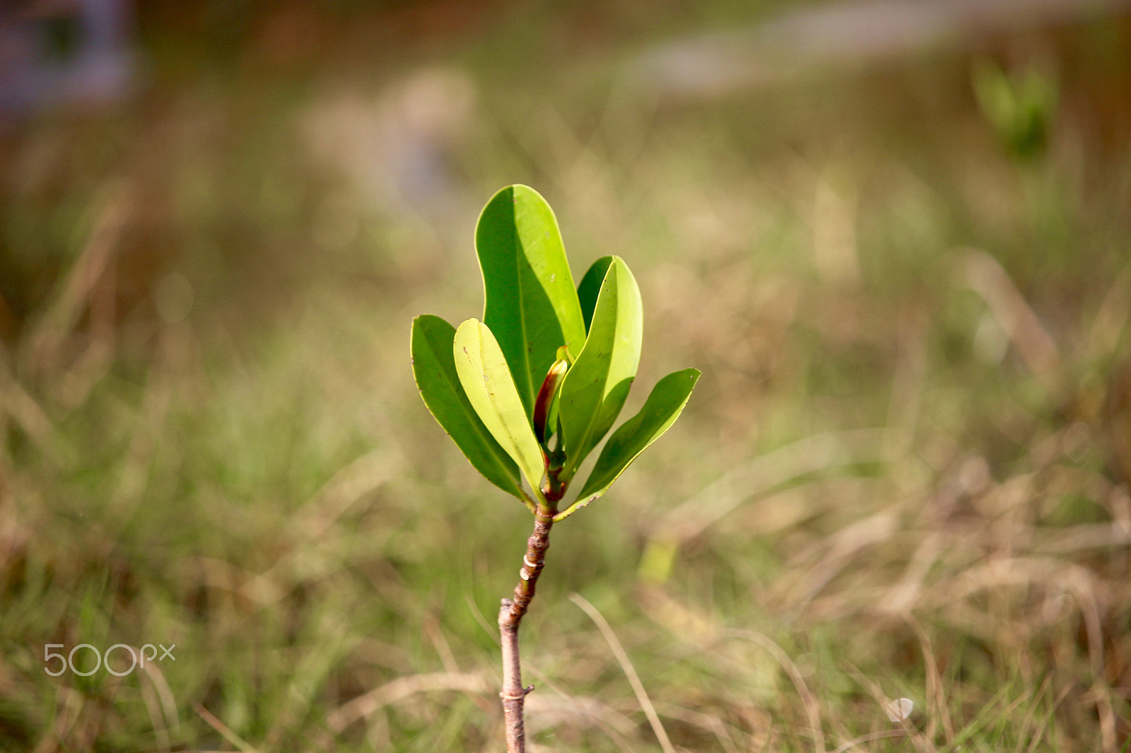 Canon EOS 100D (EOS Rebel SL1 / EOS Kiss X7) sample photo. Plant on yellow grass photography