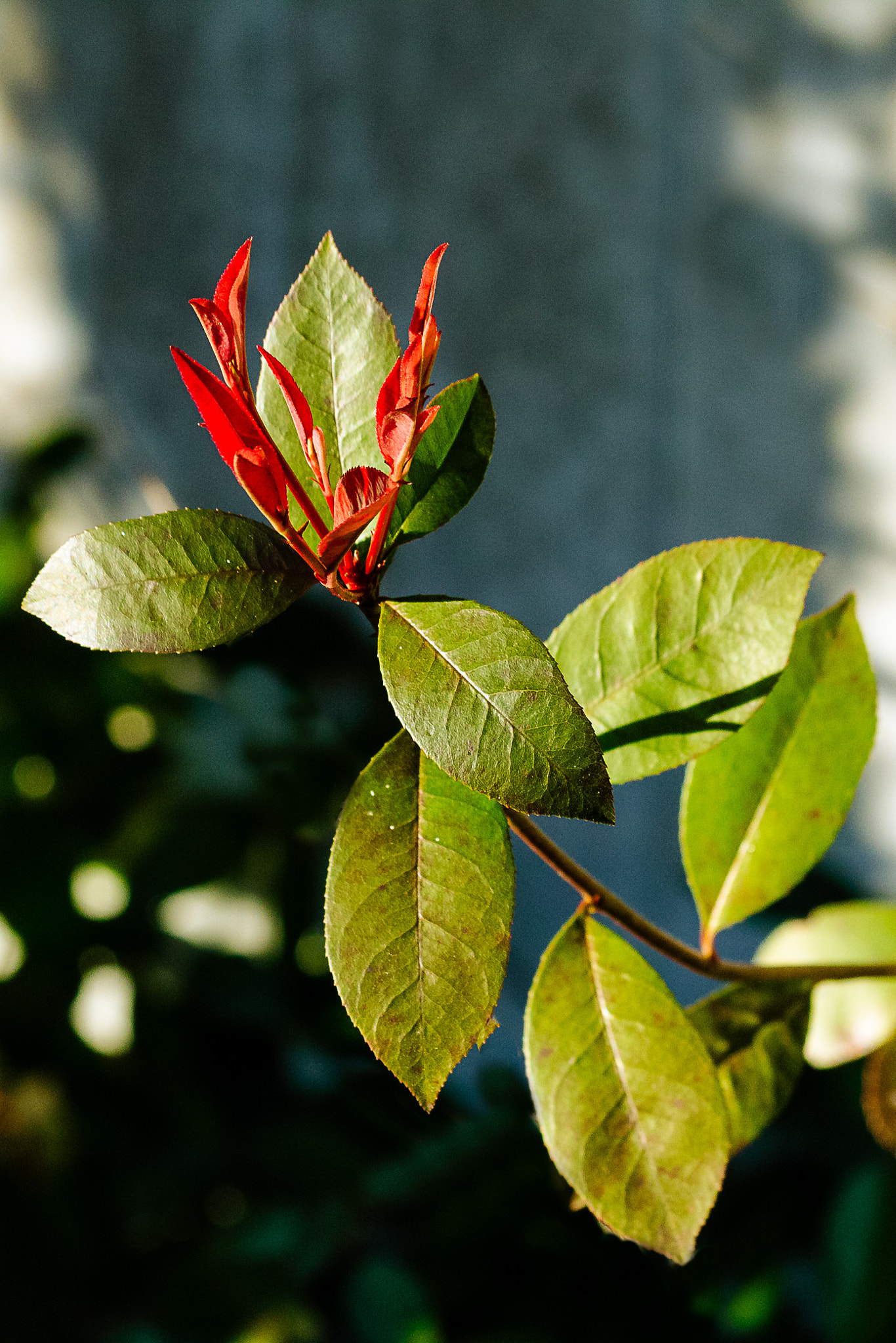 Canon EOS 650D (EOS Rebel T4i / EOS Kiss X6i) sample photo. Red & green photography