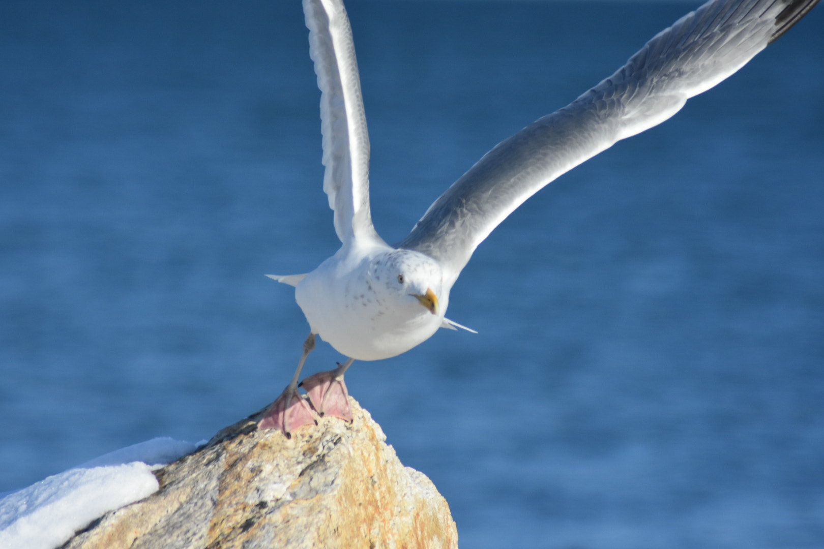 Nikon AF Nikkor 70-300mm F4-5.6G sample photo. Seacoast birds photography