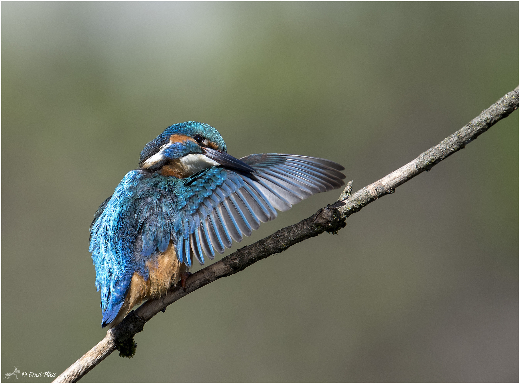 Nikon AF-S Nikkor 600mm F4E FL ED VR sample photo. Common kingfisher photography