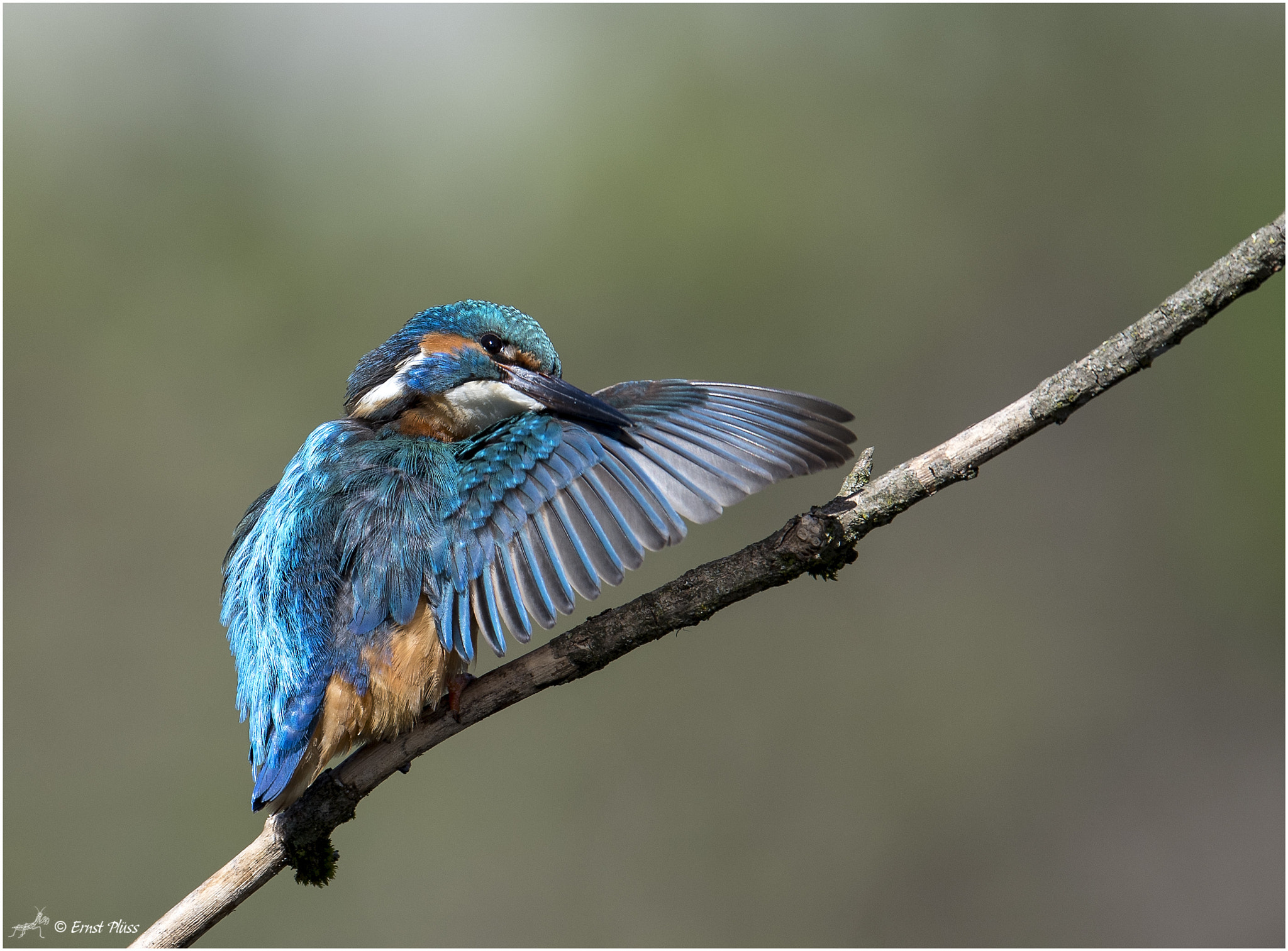 Nikon D5 + Nikon AF-S Nikkor 600mm F4E FL ED VR sample photo. Common kingfisher photography