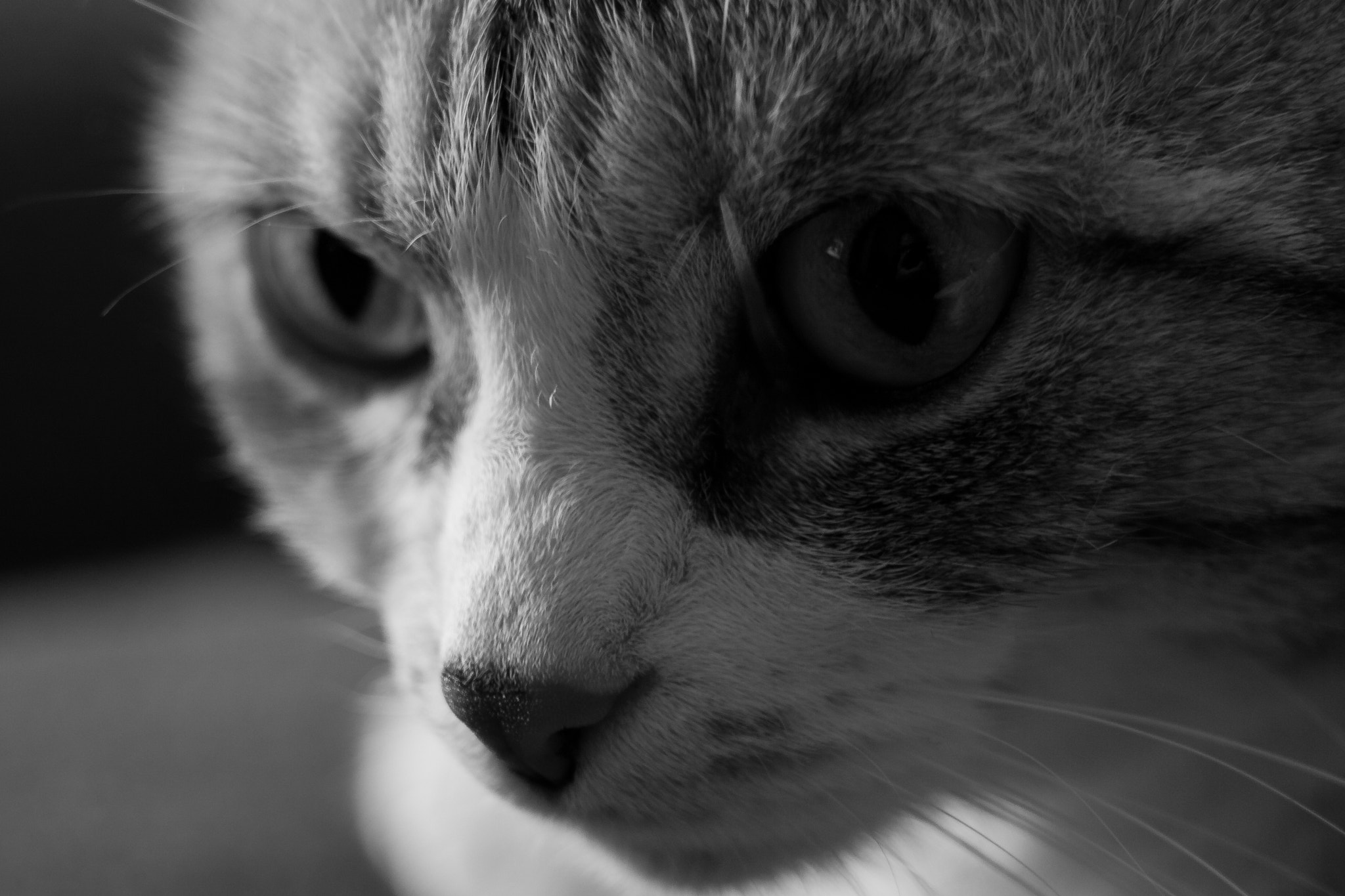 Canon EF 35-80mm f/4-5.6 sample photo