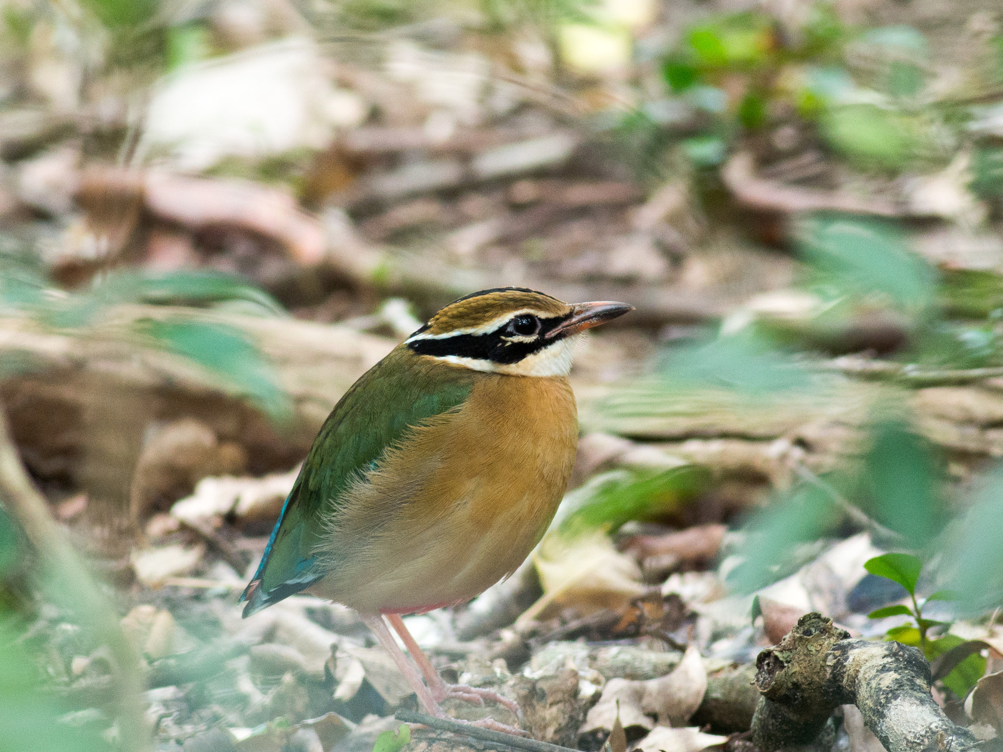 Olympus OM-D E-M1 + Metabones 400/5.6 sample photo. Indian pitta photography