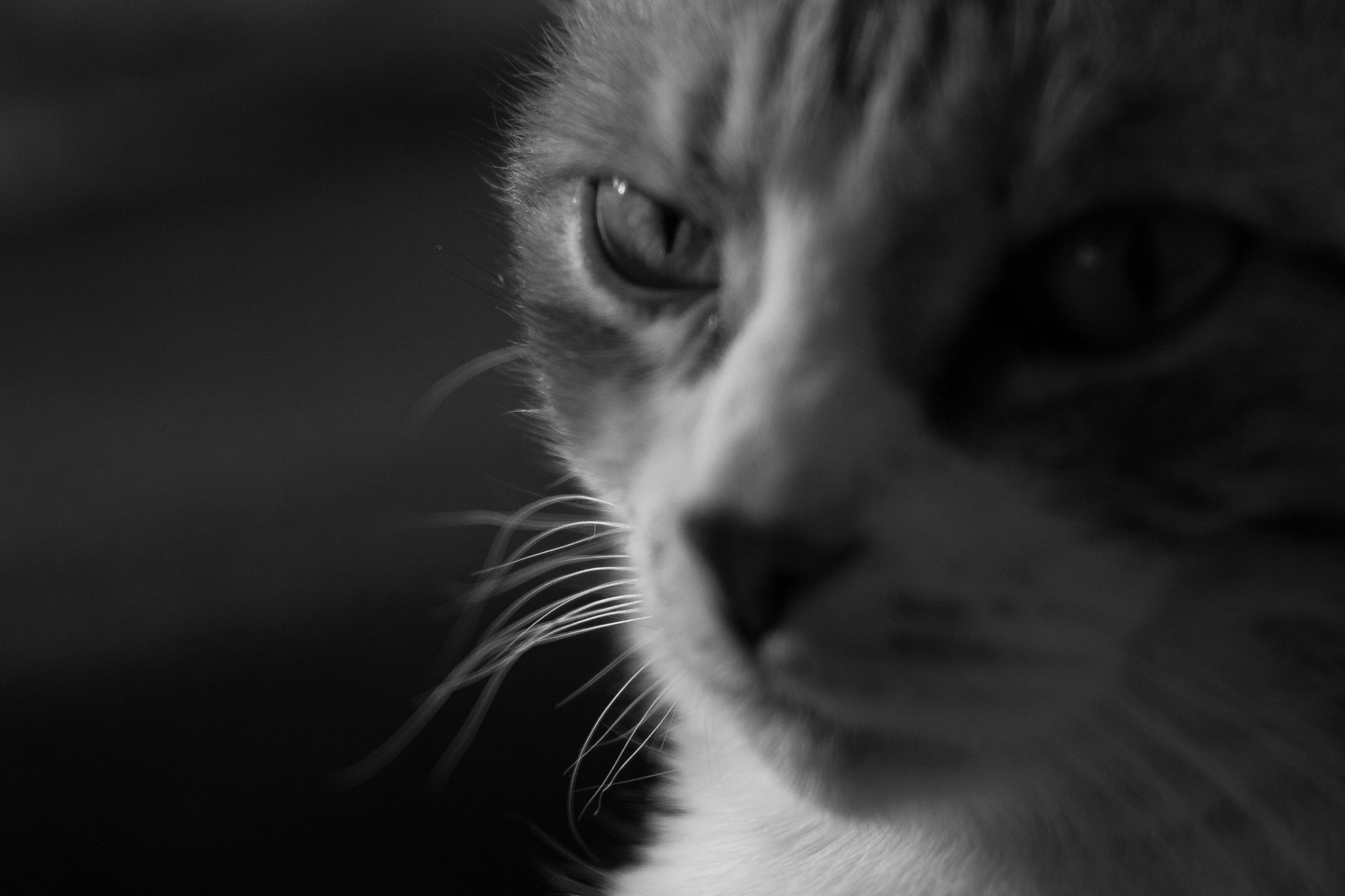 Canon EF 35-80mm f/4-5.6 sample photo