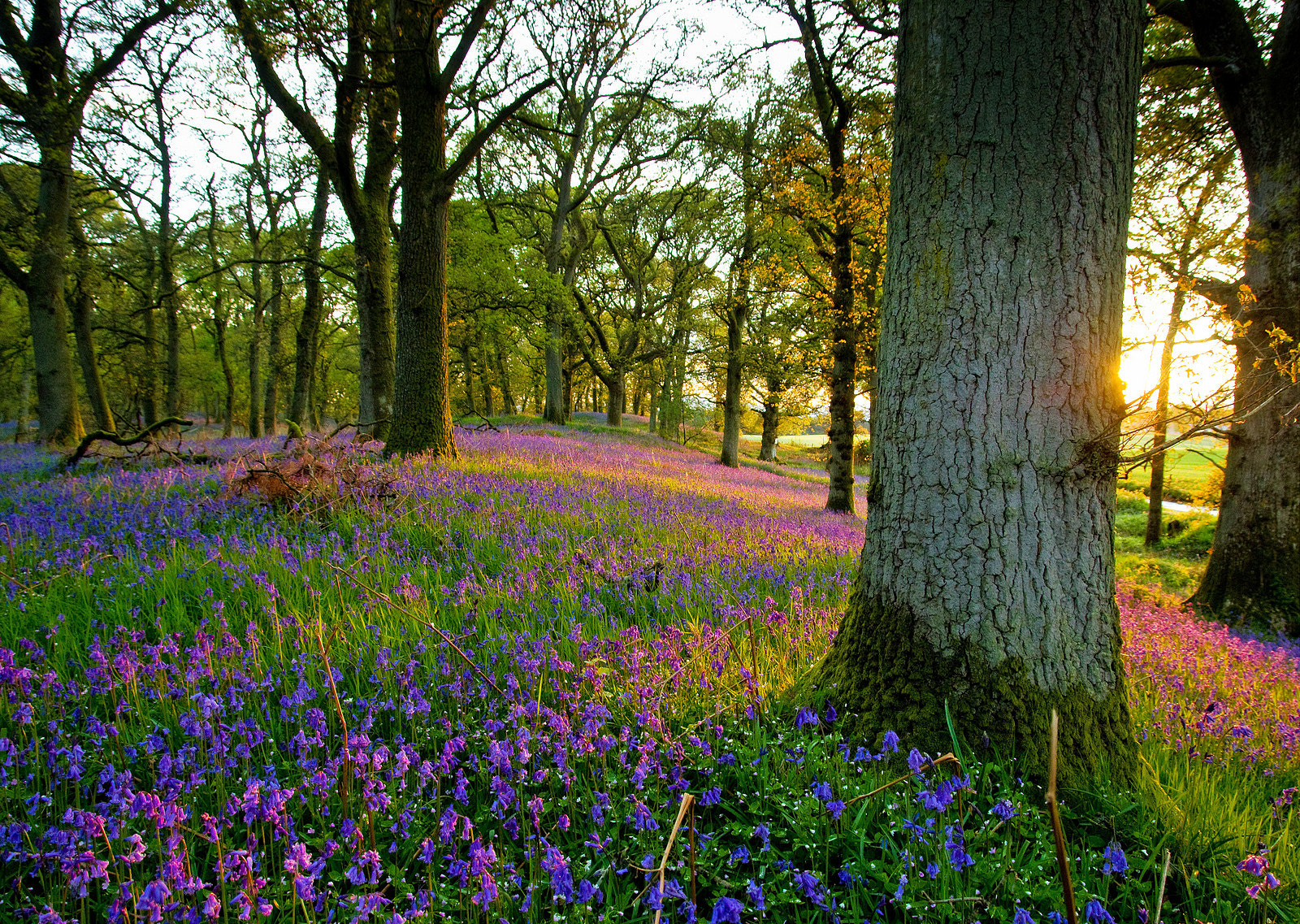 Pentax K-50 + Sigma 17-70mm F2.8-4 DC Macro OS HSM sample photo. Scottish bluebells photography