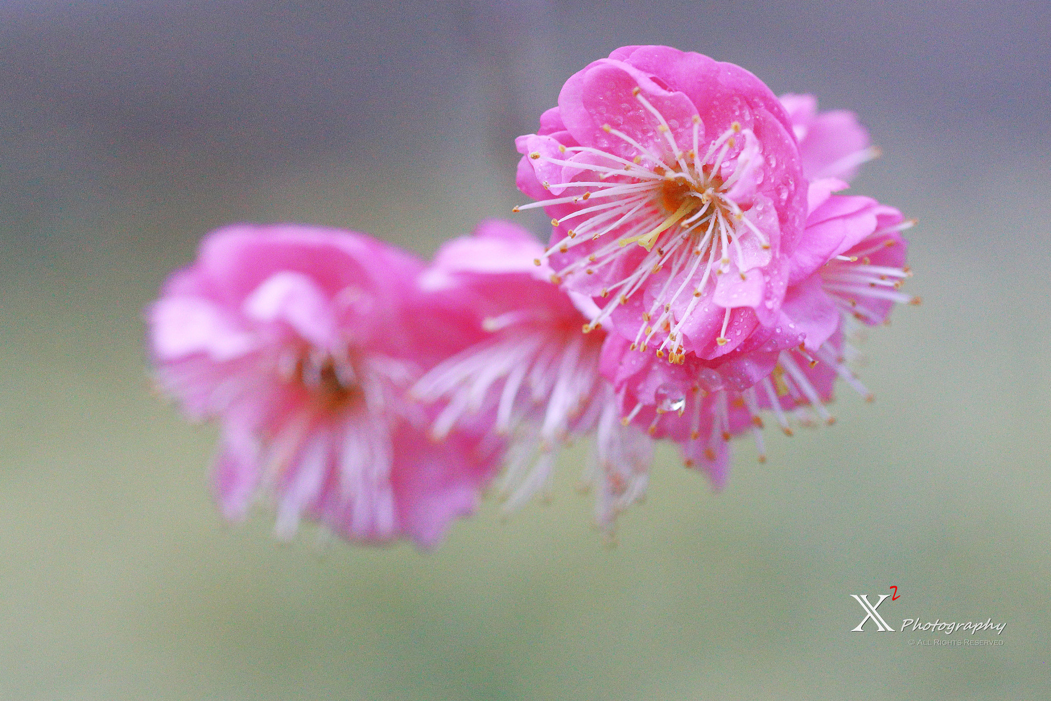 Canon EF 180mm F3.5L Macro USM sample photo. Wintersweet photography