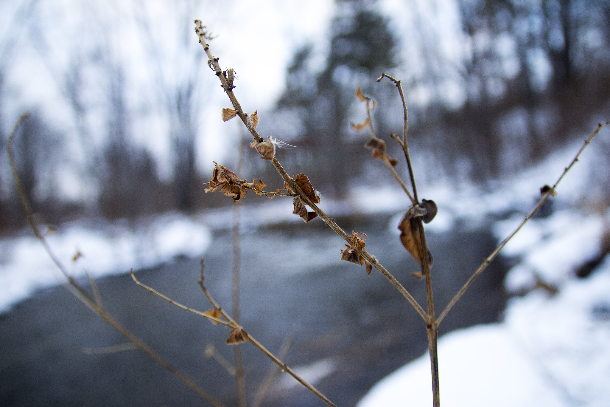 Canon EOS 600D (Rebel EOS T3i / EOS Kiss X5) sample photo. Winterbranch photography
