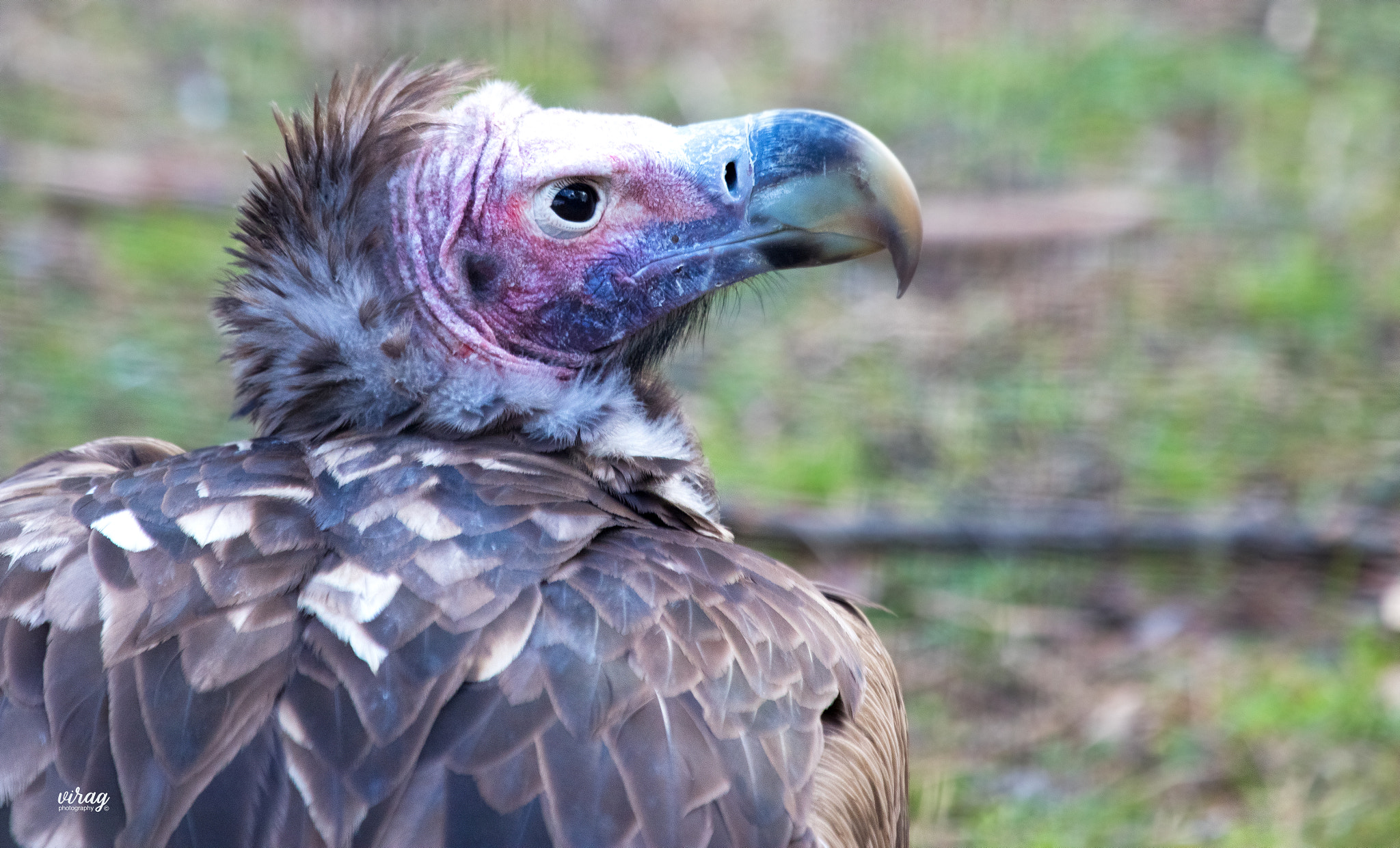 Canon EF 100-400mm F4.5-5.6L IS USM sample photo. Lappet-faced vulture photography