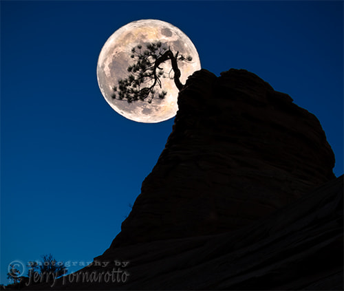 Canon EOS-1D Mark IV + Canon EF 16-35mm F2.8L USM sample photo. Pinon pine and moon zion national park photography