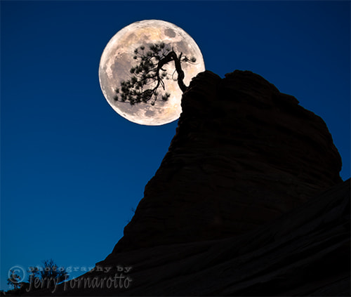 Canon EF 16-35mm F2.8L USM sample photo. Pinon pine and moon zion national park photography