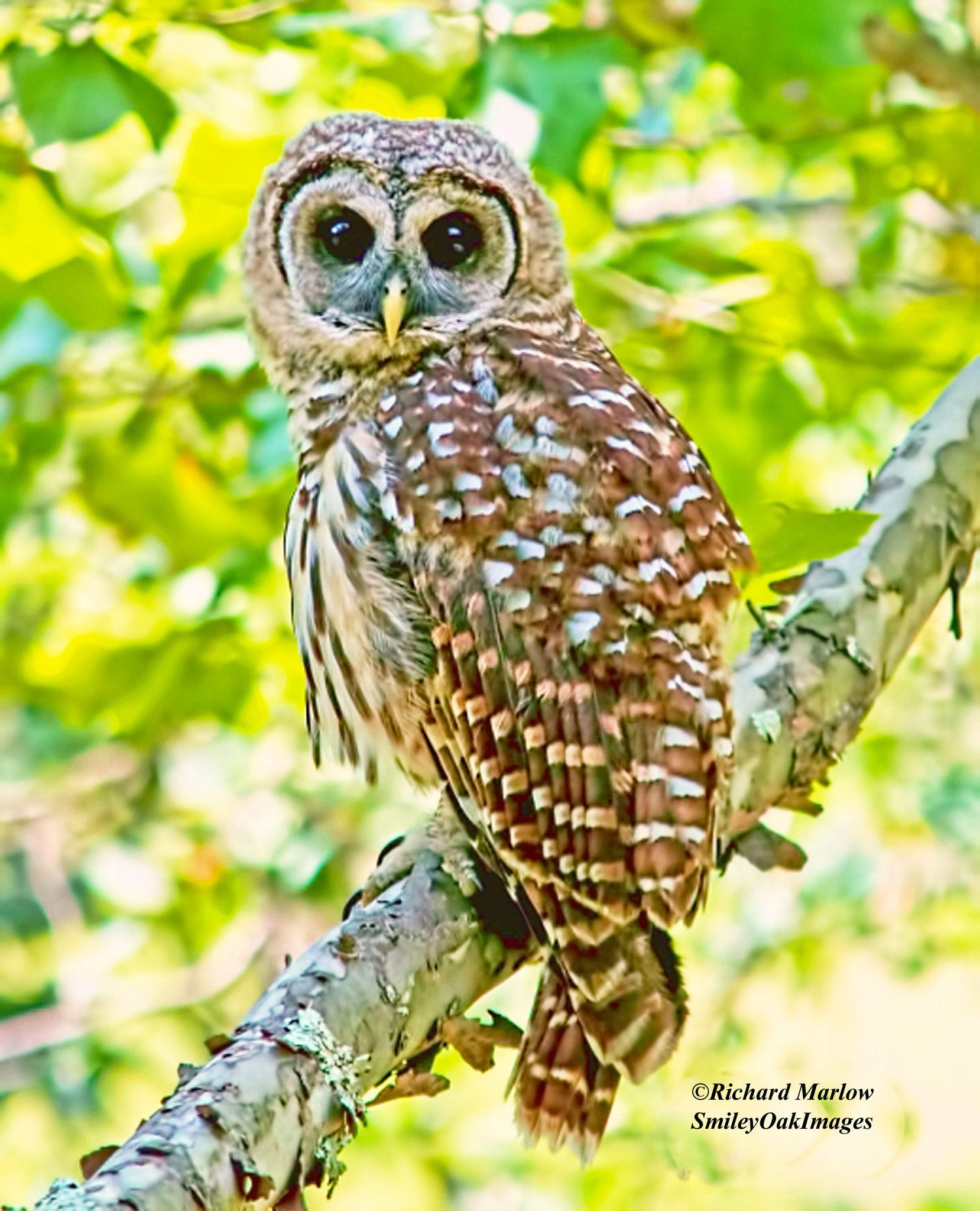 Nikon D5000 sample photo. Yep!, i give a hoot! photography