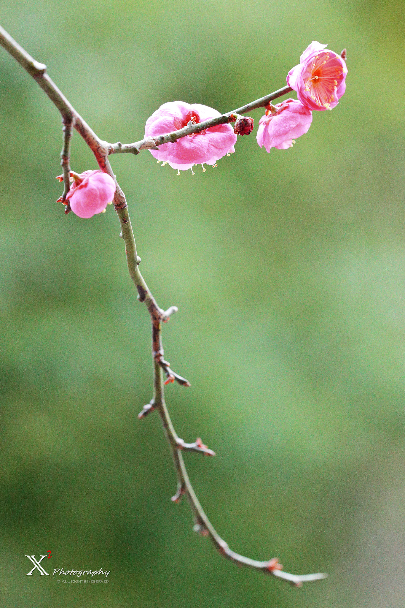 Canon EF 180mm F3.5L Macro USM sample photo. Wintersweet photography