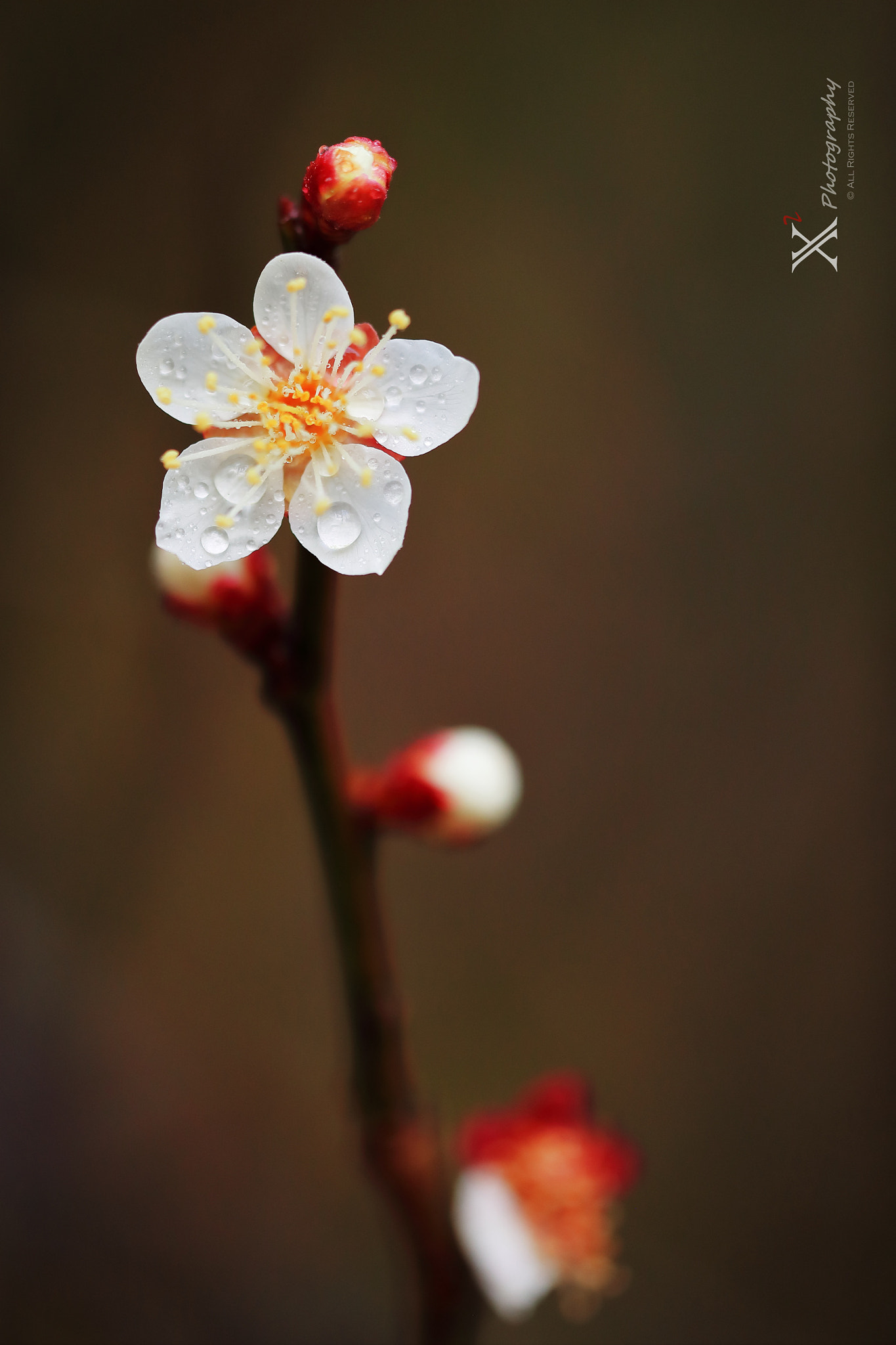 Canon EF 180mm F3.5L Macro USM sample photo. Wintersweet photography