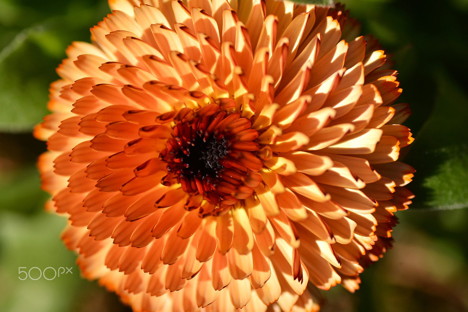 Nikon D600 sample photo. Calming in the sun photography