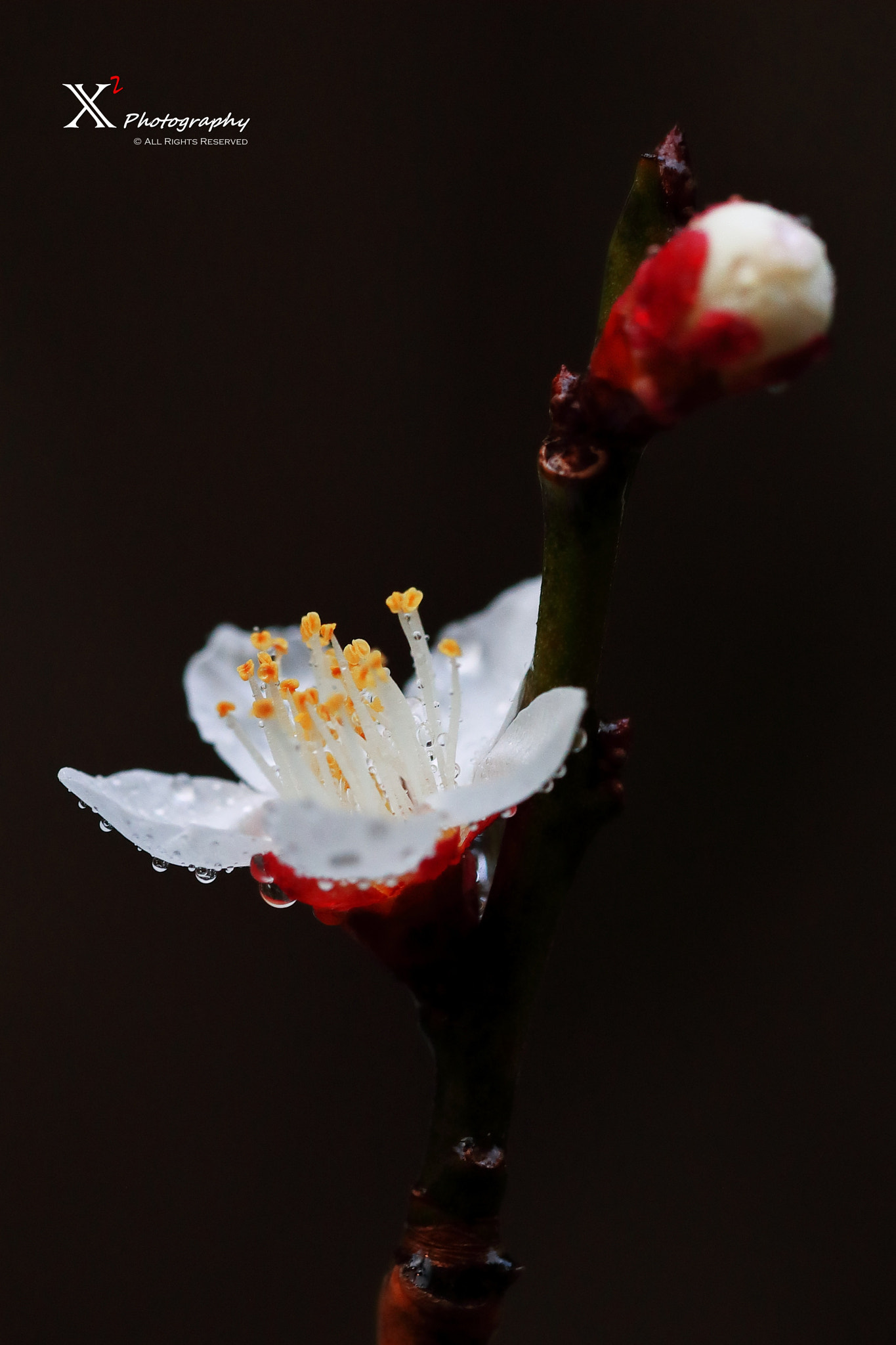 Canon EF 180mm F3.5L Macro USM sample photo