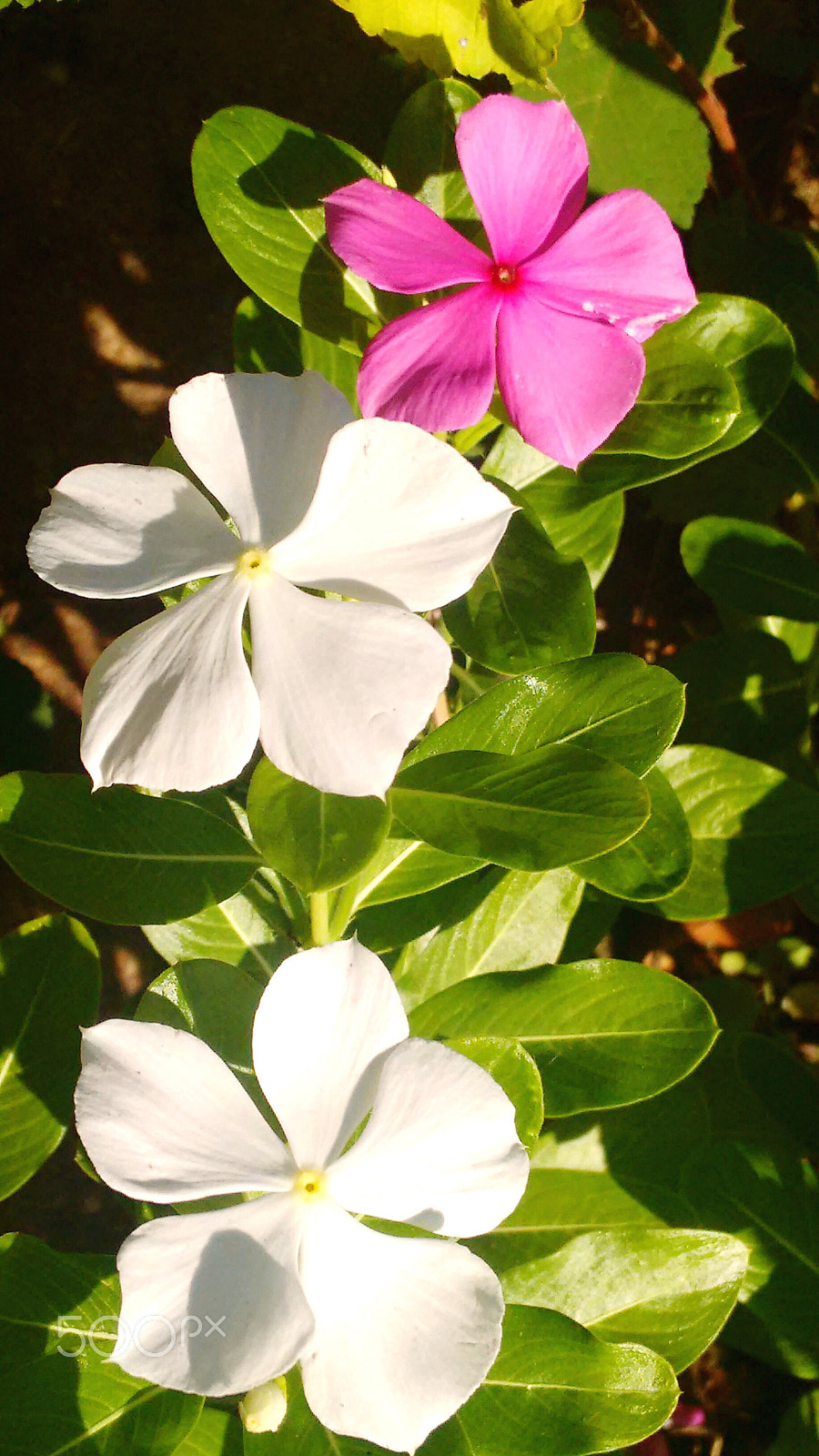 Motorola Moto G with 4G LTE (2nd Gen) sample photo. Flower with delicate petals photography