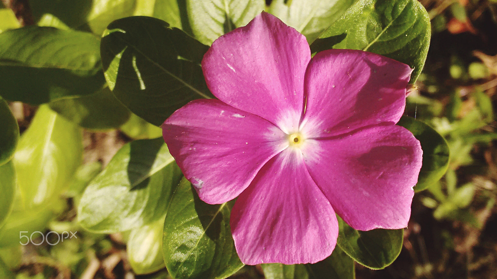 Motorola Moto G with 4G LTE (2nd Gen) sample photo. Flower with delicate petals photography