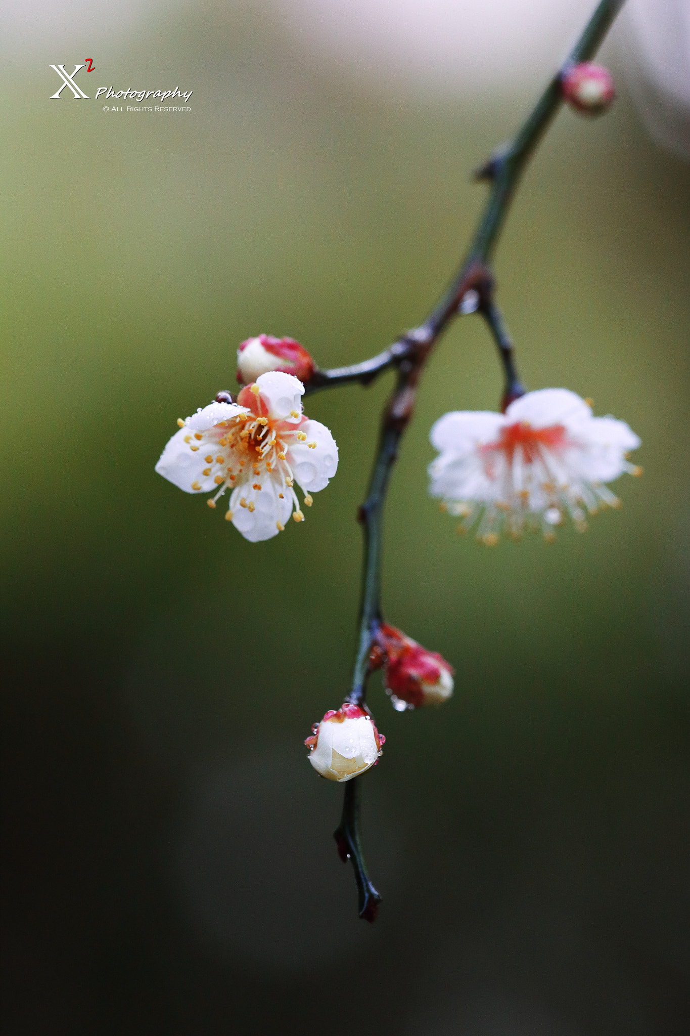 Canon EF 180mm F3.5L Macro USM sample photo. 梅花香自苦寒来 photography