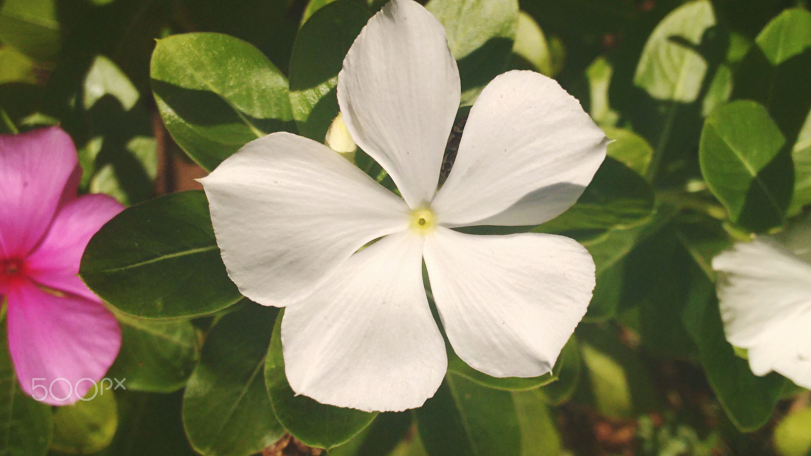 Motorola Moto G with 4G LTE (2nd Gen) sample photo. Flower with delicate petals photography