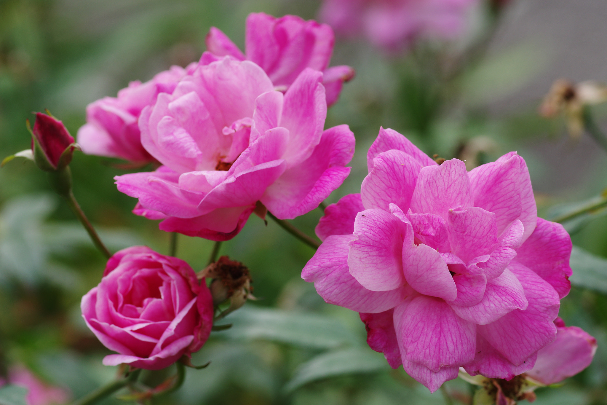Pentax smc D-FA 100mm F2.8 Macro WR sample photo