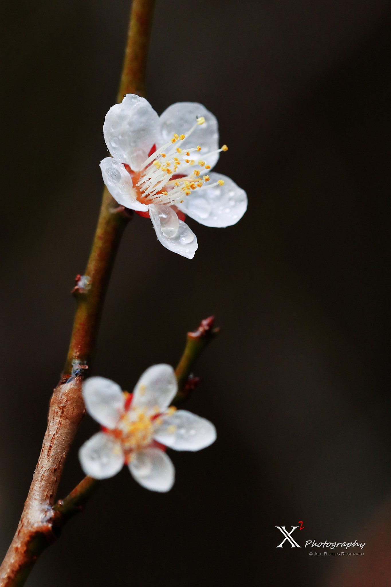 Canon EF 180mm F3.5L Macro USM sample photo. 梅花香自苦寒来 photography