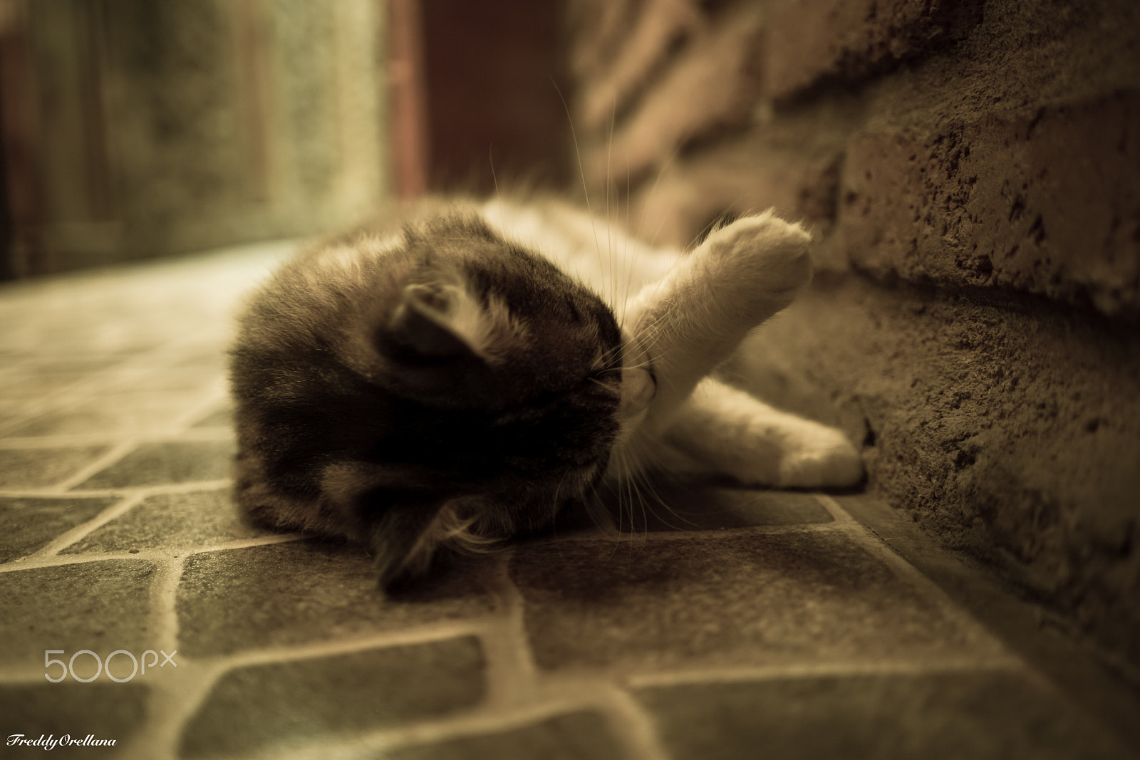 Sony a7 + Sony FE 28mm F2 sample photo. Pancha lechuga photography