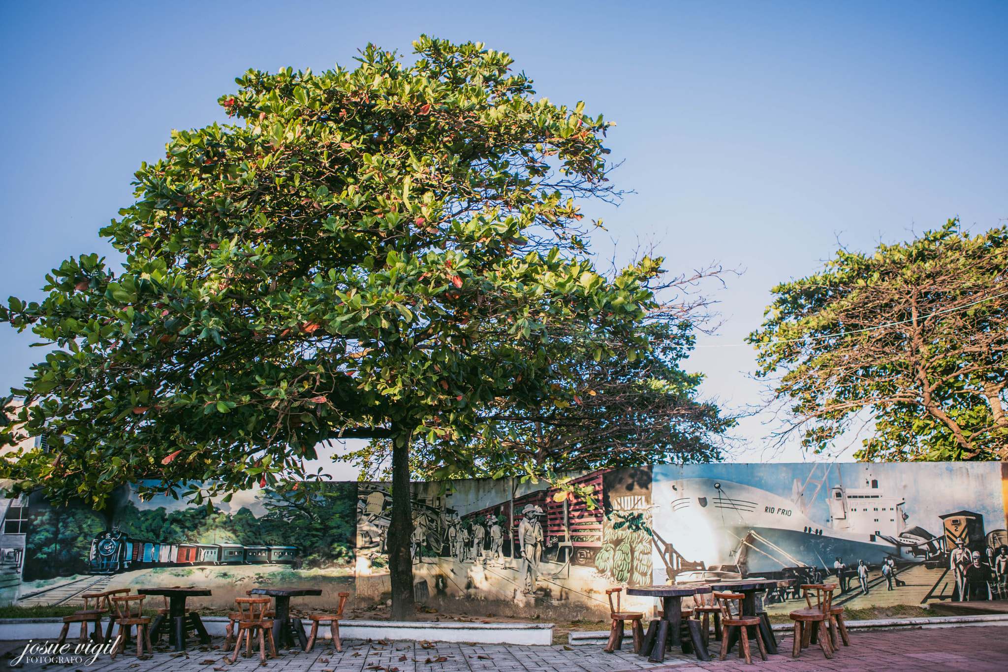 Canon EF 24-70mm F2.8L USM sample photo. Urban tree photography
