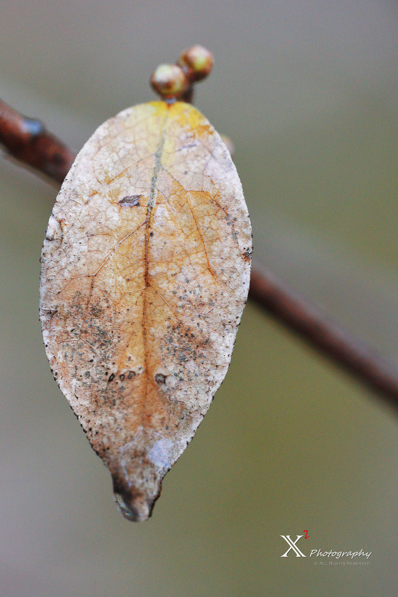 Canon EF 180mm F3.5L Macro USM sample photo. Leaf photography