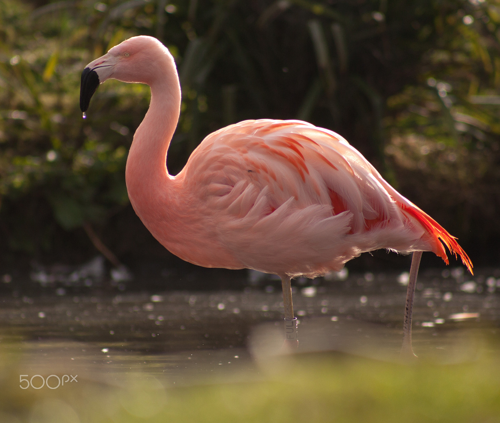 Canon EF 75-300mm f/4-5.6 USM sample photo. Flamingo photography