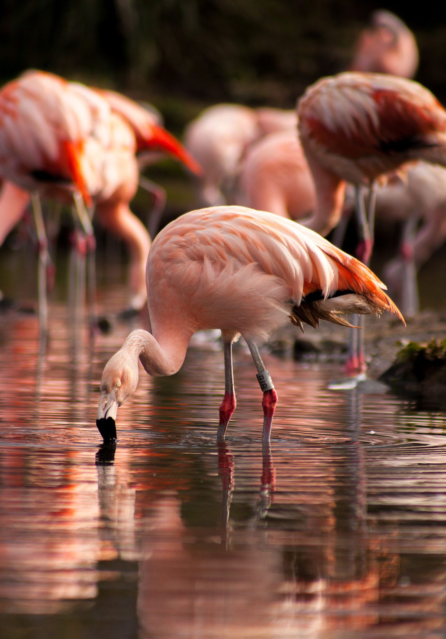 Canon EF 75-300mm f/4-5.6 USM sample photo. Flamingos feeding photography