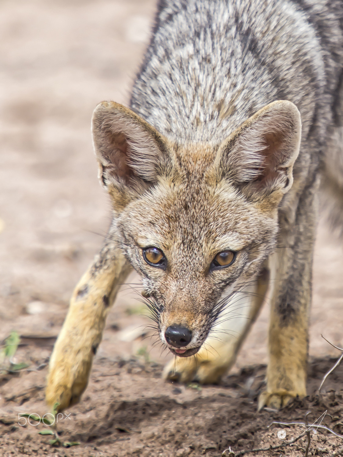 Canon EF 70-200mm F2.8L USM sample photo. Gray fox in patagonia photography