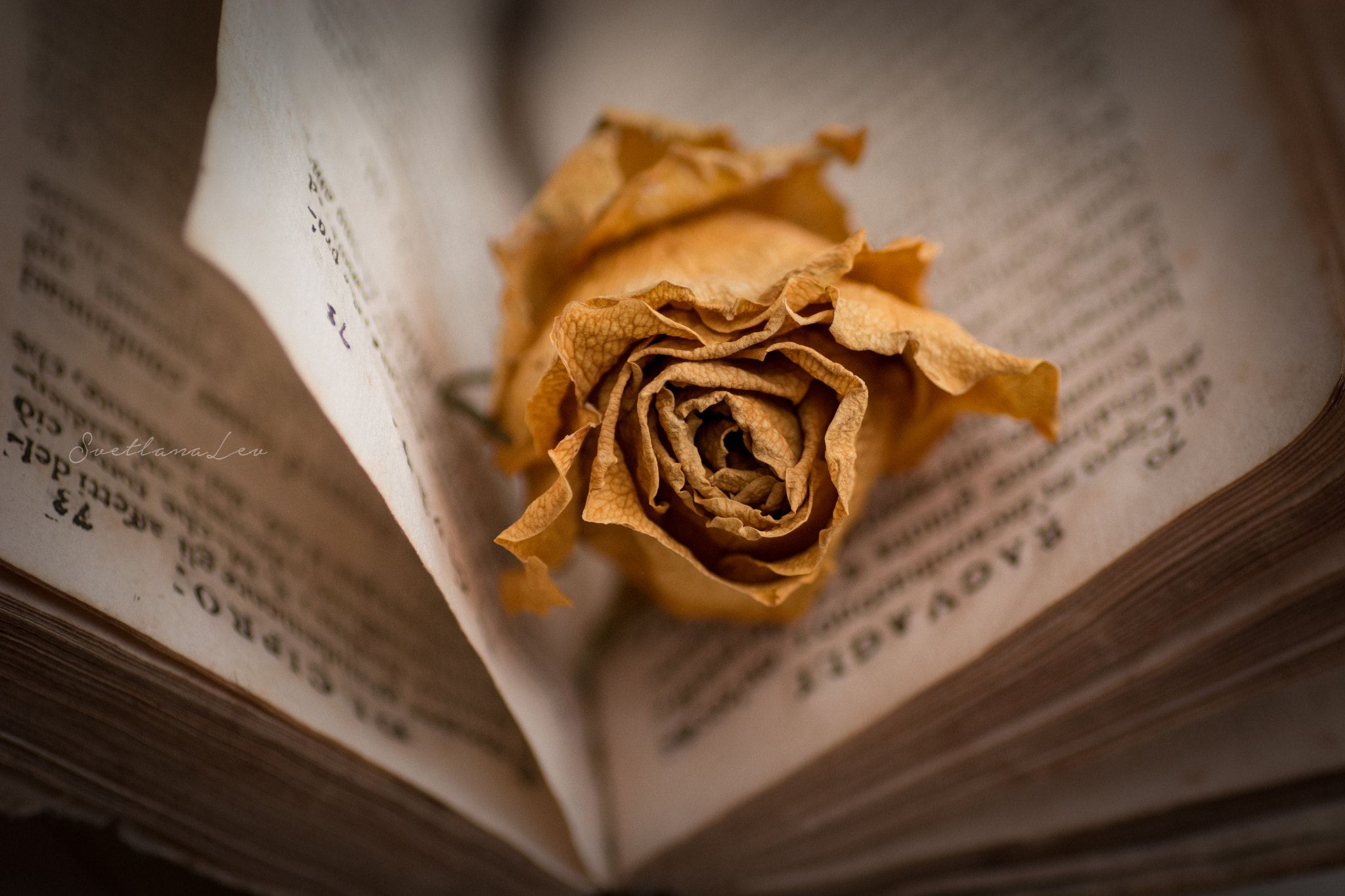 Nikon D7100 sample photo. Rose and open book photography