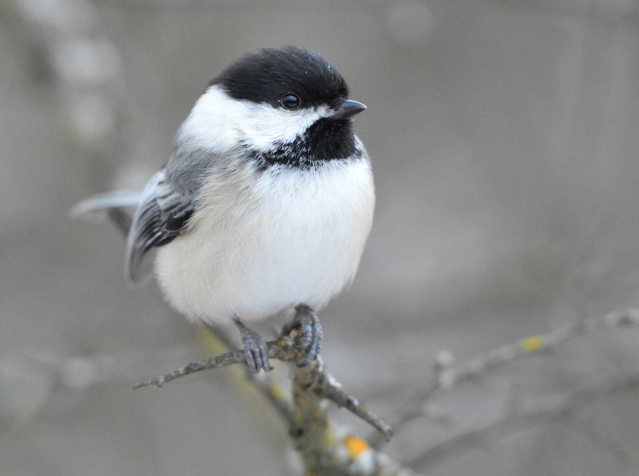 Nikon AF-S Nikkor 200-500mm F5.6E ED VR sample photo. Black-capped chickadee photography