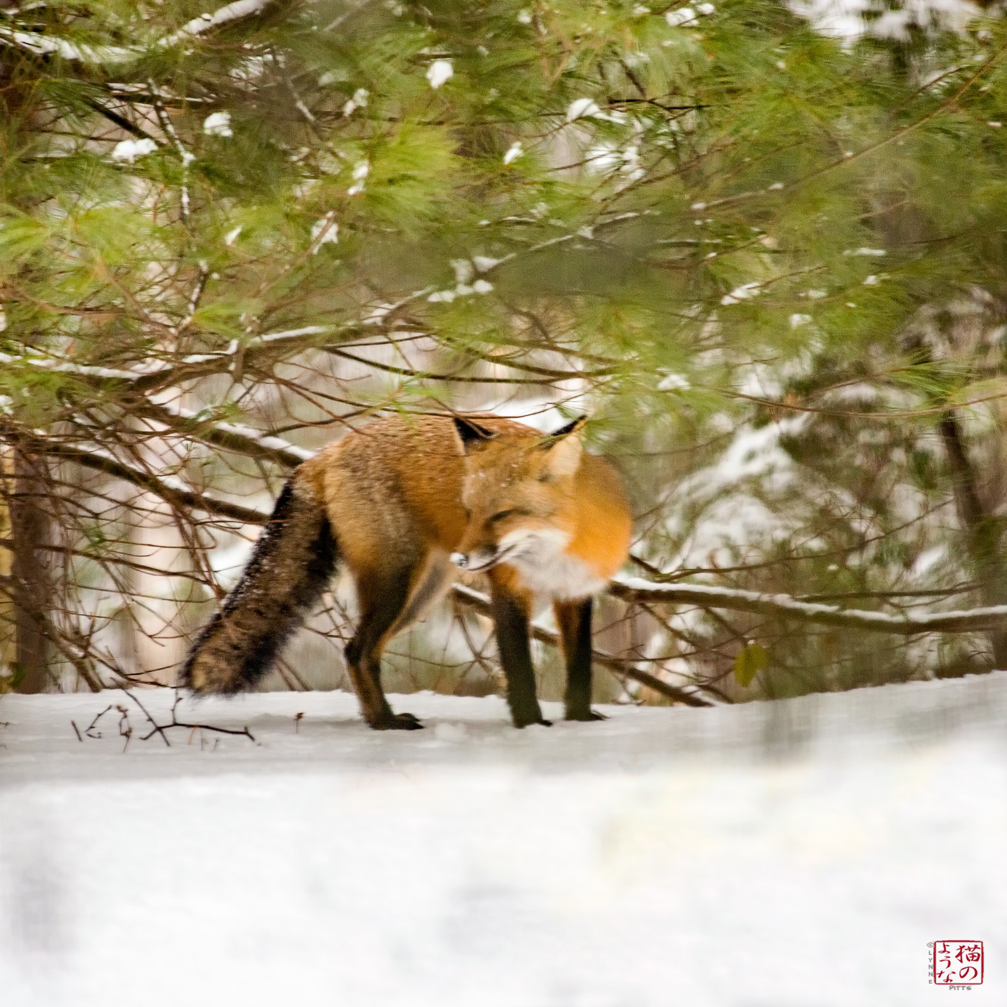 Nikon D800 sample photo. Snow-nosed backyard fox photography
