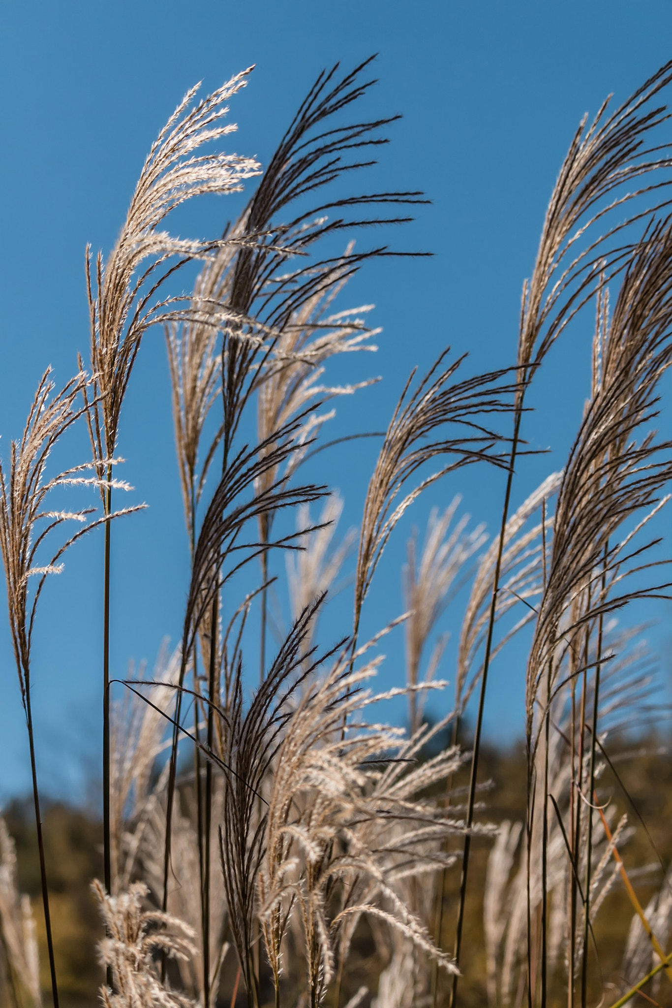 Canon EF-S 55-250mm F4-5.6 IS STM sample photo. Growth photography