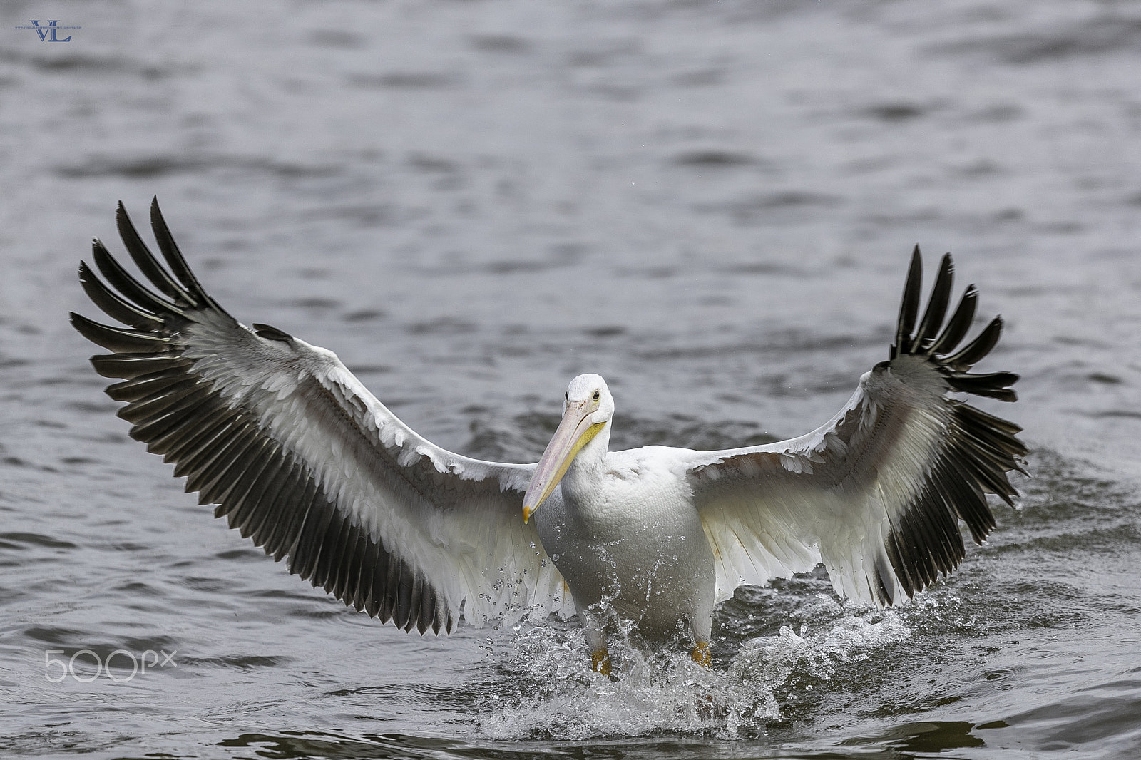 Canon EF 600mm F4L IS II USM sample photo. Pelican photography