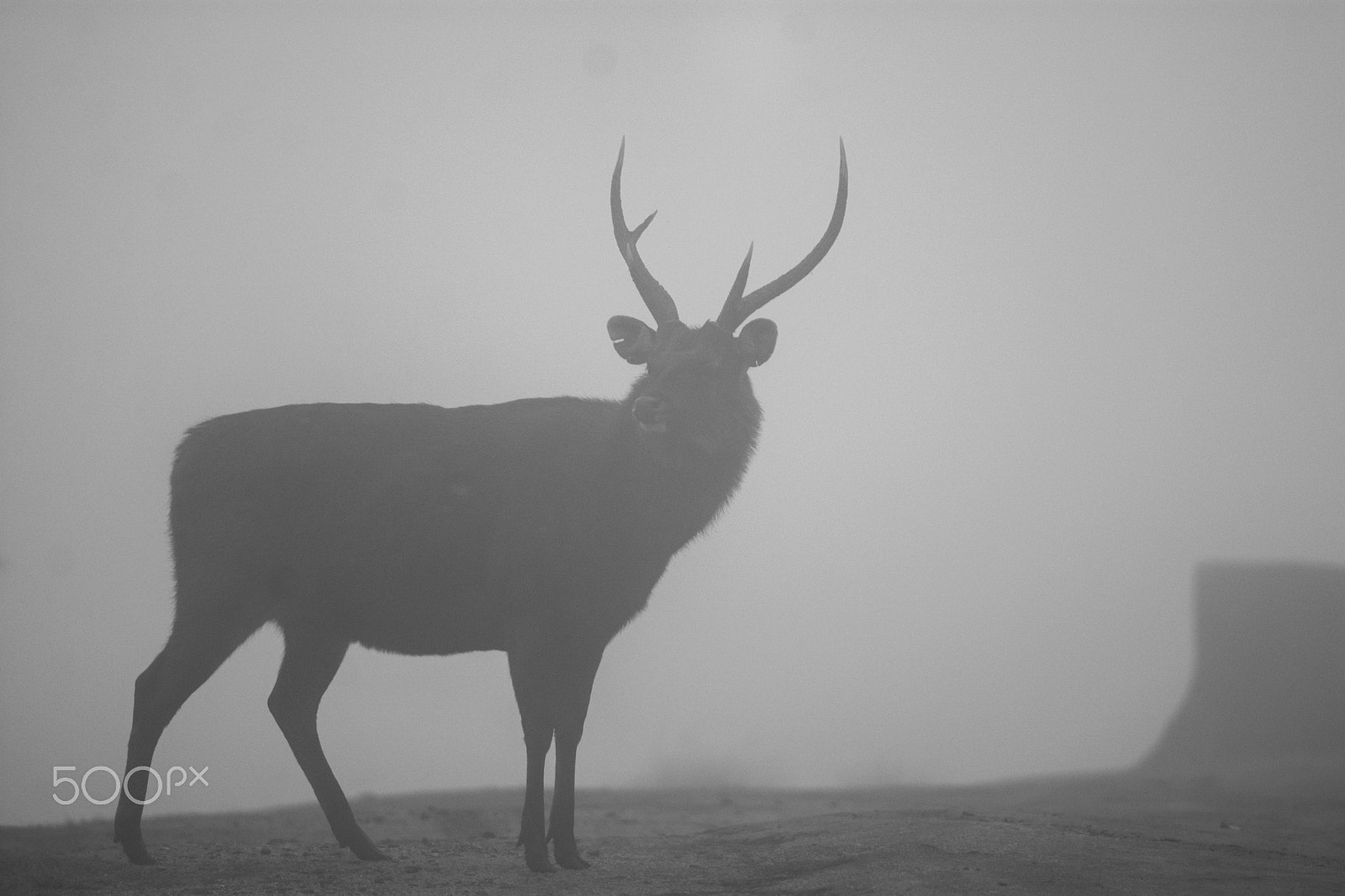 Nikon D7100 sample photo. Sambar deer photography