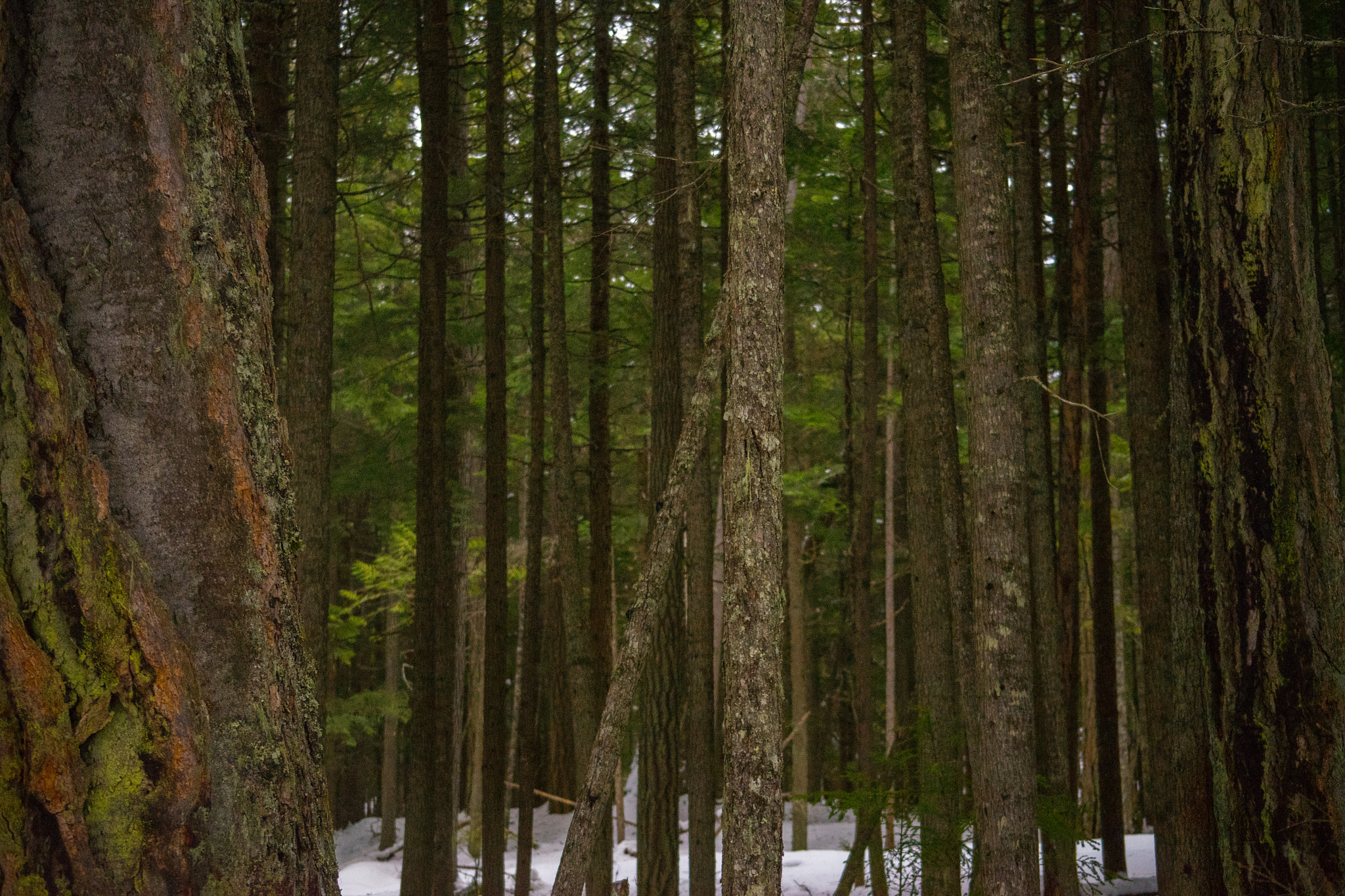 Sony a7 + Sony FE 70-300mm F4.5-5.6 G OSS sample photo. Hiking in whistler, canada - january 2015 photography