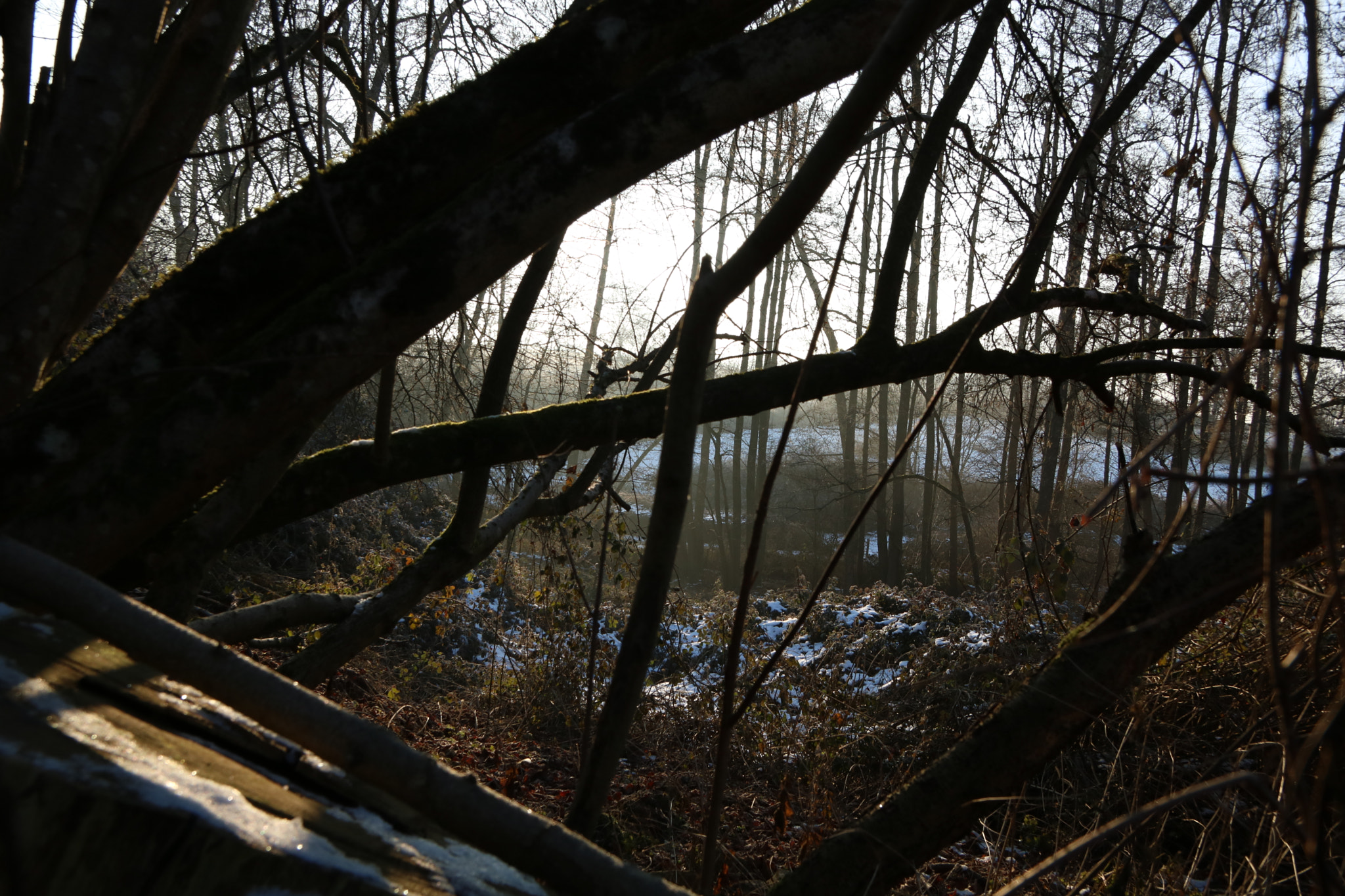 Canon EOS 750D (EOS Rebel T6i / EOS Kiss X8i) sample photo