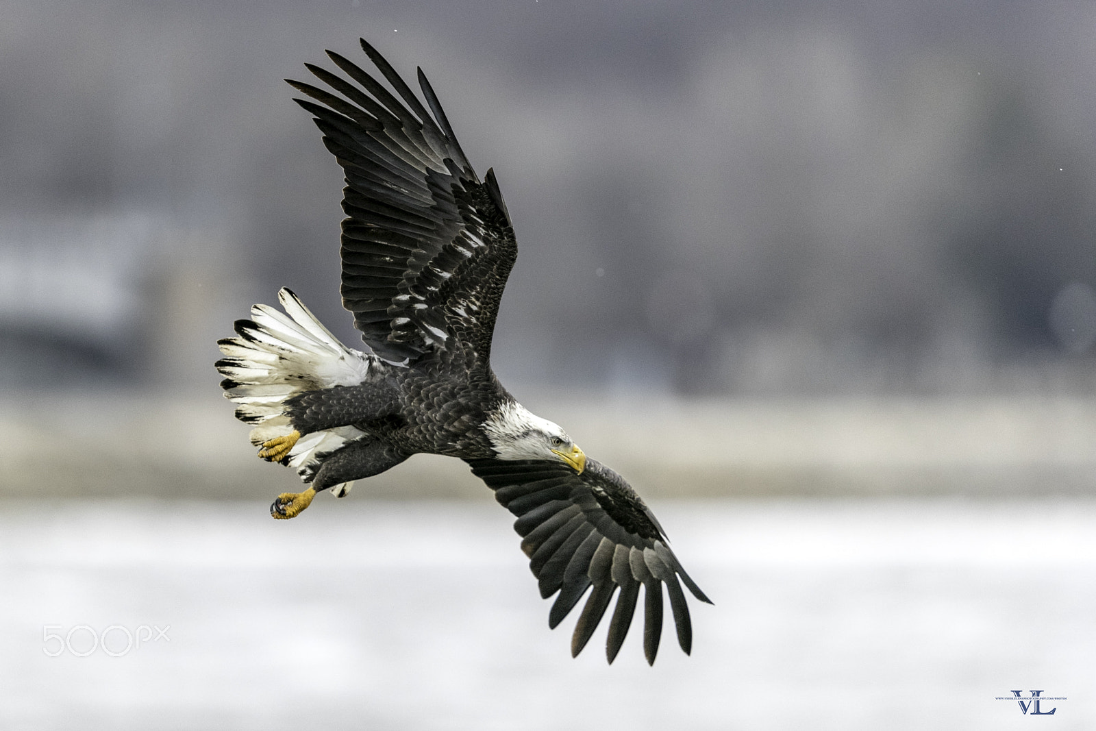 Canon EF 600mm F4L IS II USM sample photo. Eagle photography