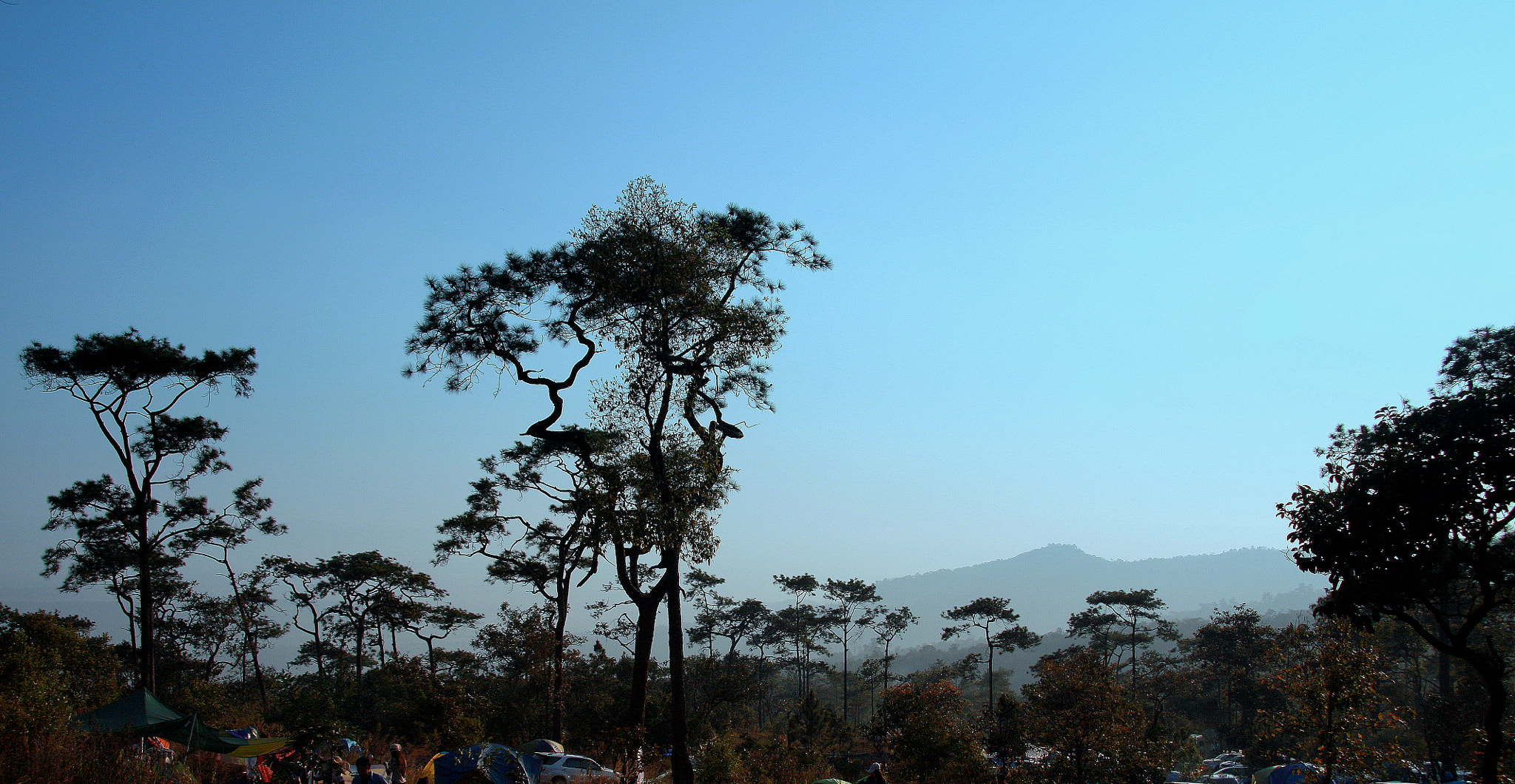 Canon EF-S 17-85mm F4-5.6 IS USM sample photo. Trees silhouette photography