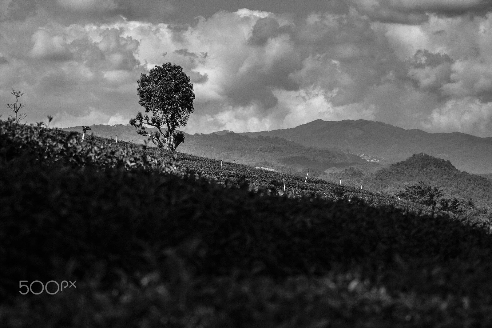 Sigma 70-300mm F4-5.6 APO DG Macro sample photo. Lonely (people never) planed photography