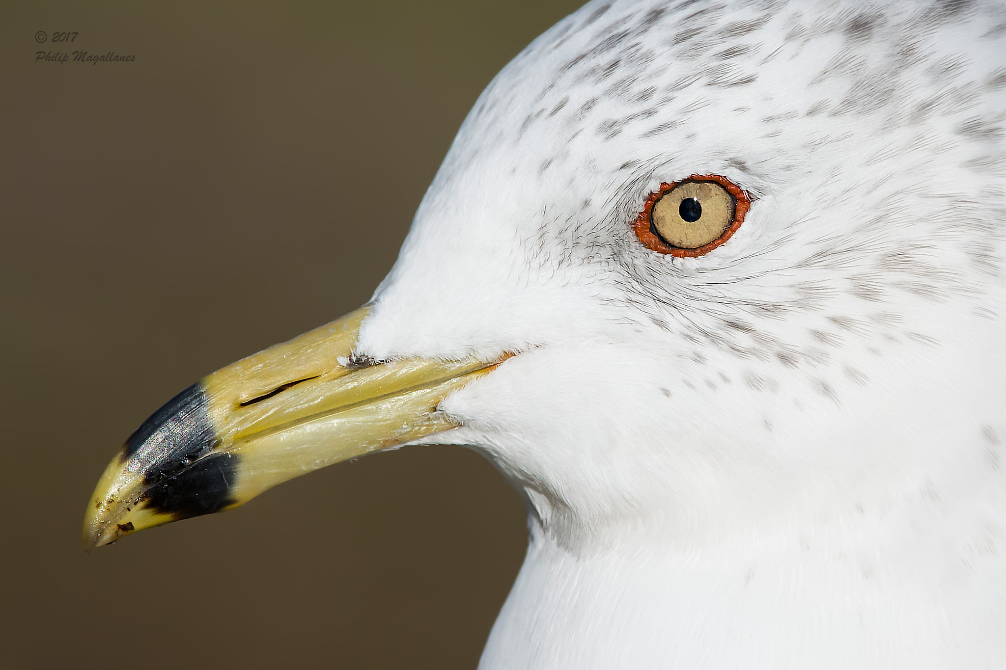 Nikon Nikkor AF-S 300mm F4E PF ED VR sample photo. Ring-billed gull photography