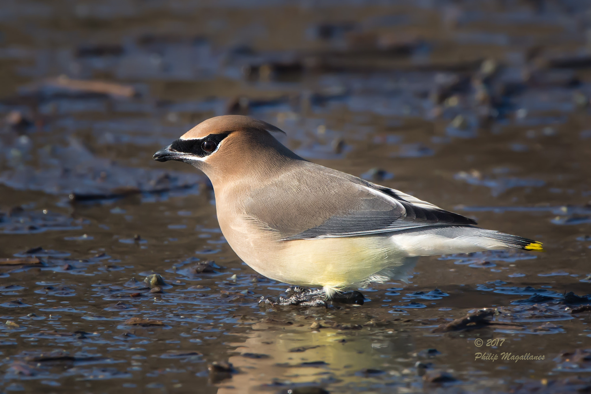 Nikon Nikkor AF-S 300mm F4E PF ED VR sample photo. Cedar waxwing on mud photography
