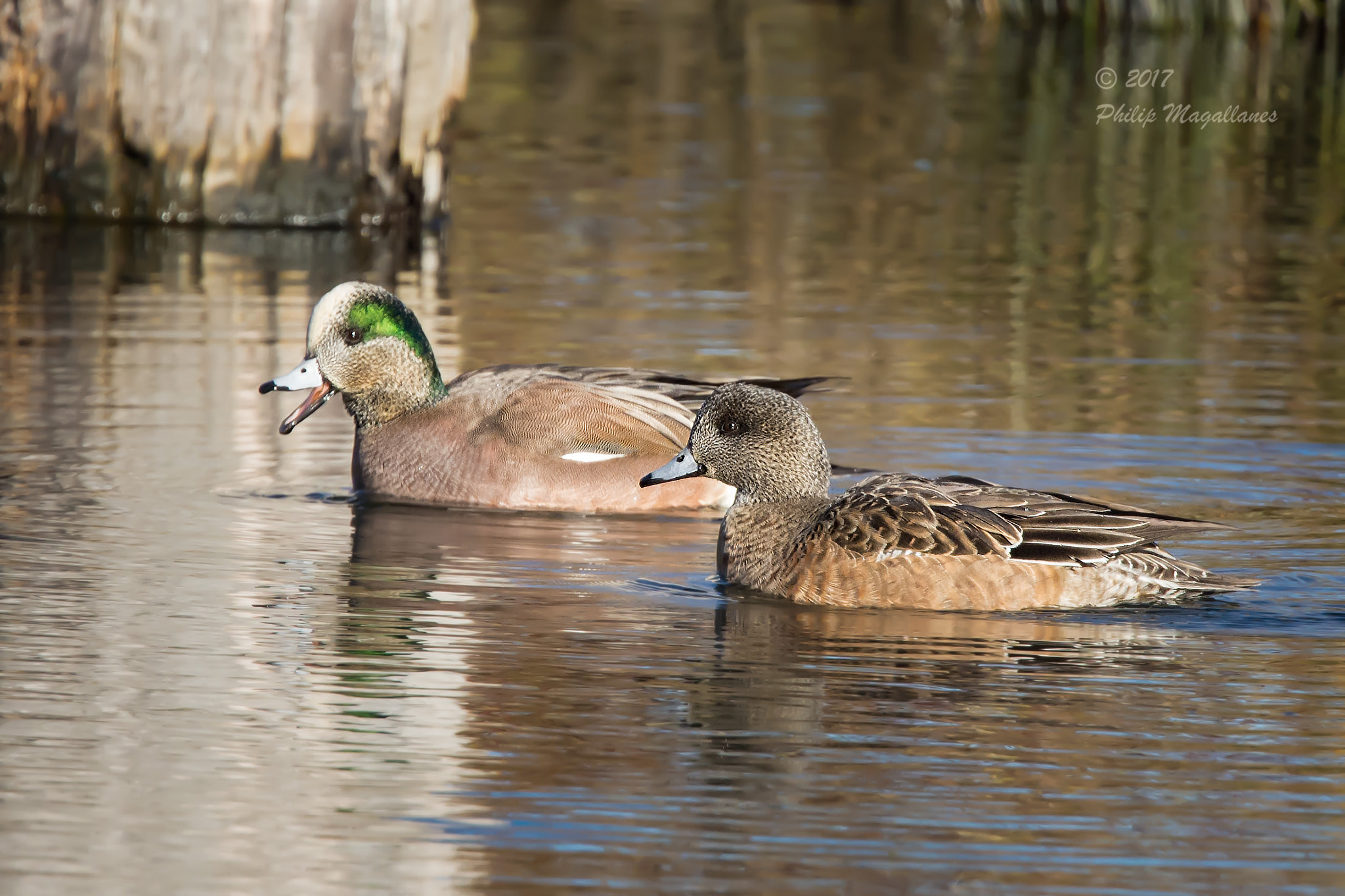 Nikon Nikkor AF-S 300mm F4E PF ED VR sample photo. American wigeons photography