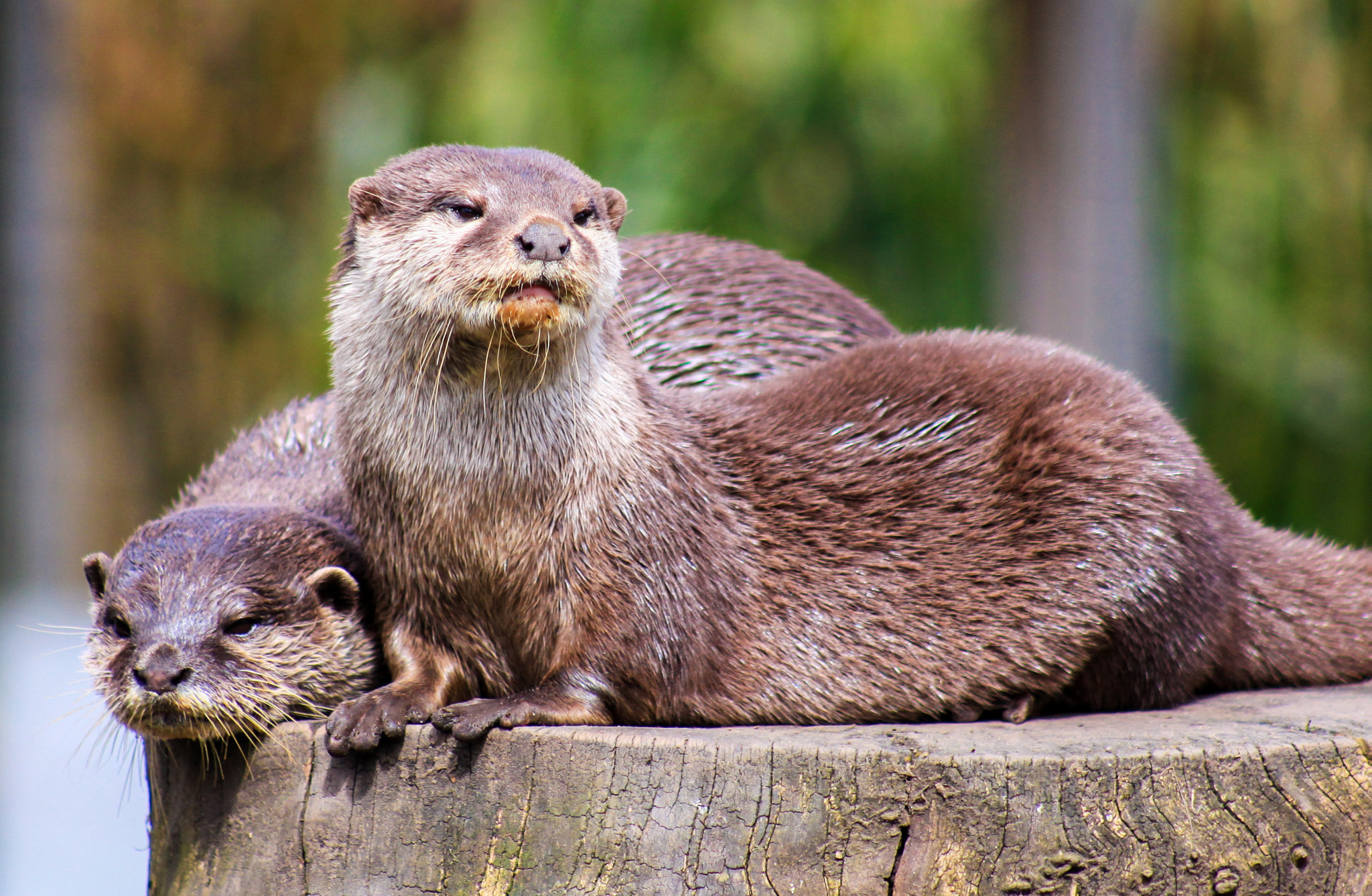 Canon EOS 5D Mark II + Canon EF 75-300mm f/4-5.6 USM sample photo. Two otters photography