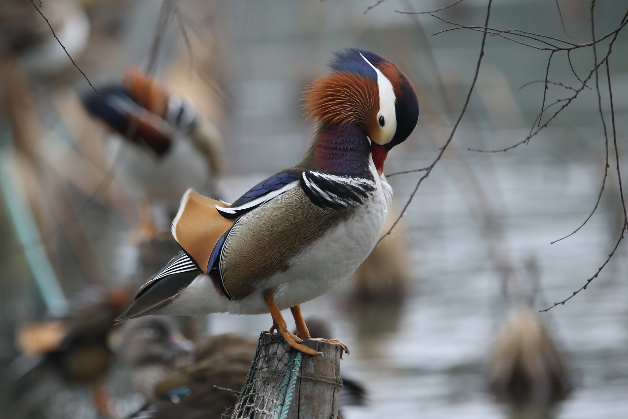 Canon EOS 6D + Canon EF 70-200mm F2.8L IS II USM sample photo. 鸳鸯 photography